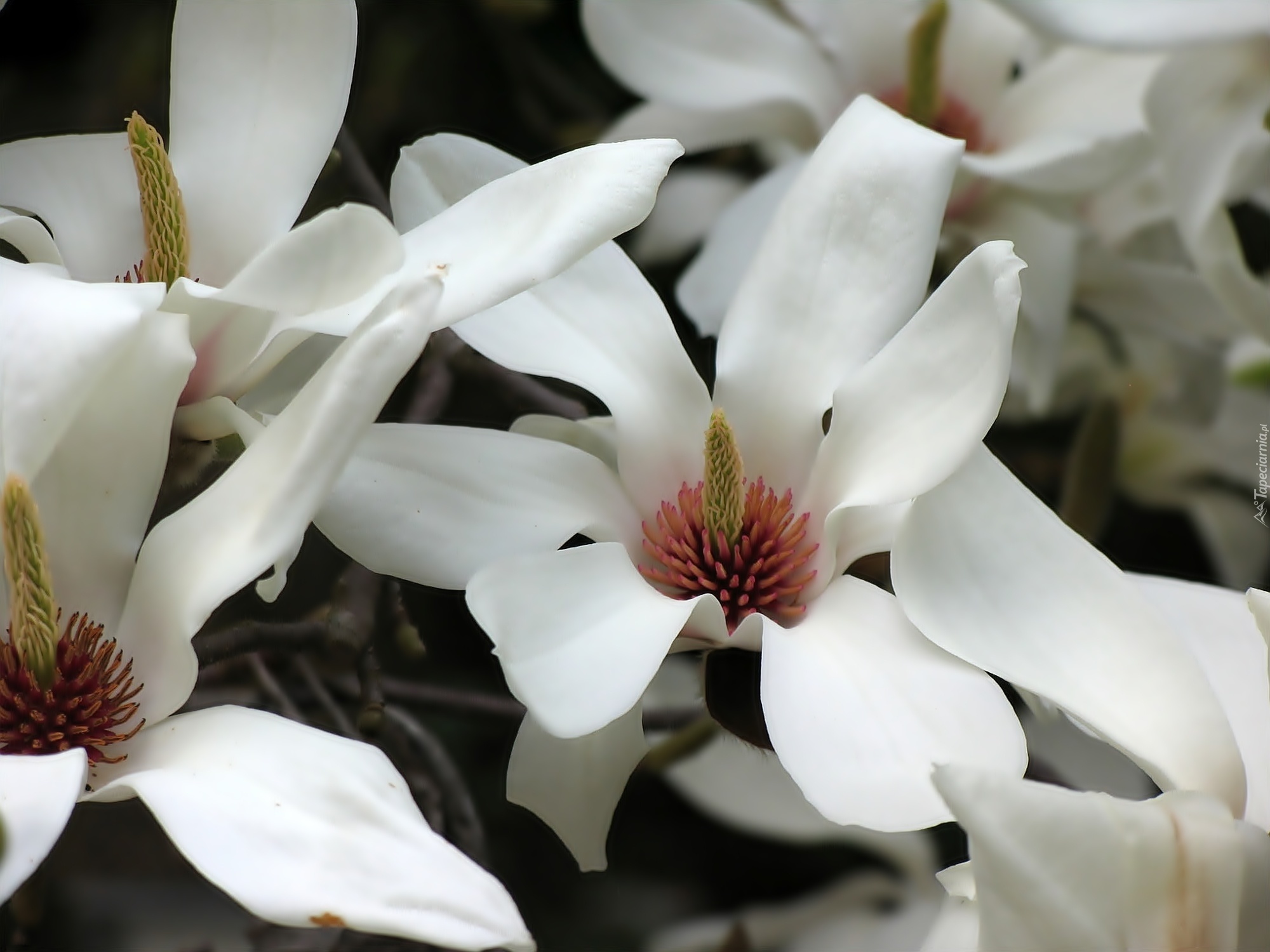 Magnolia, Białe, Kwiaty