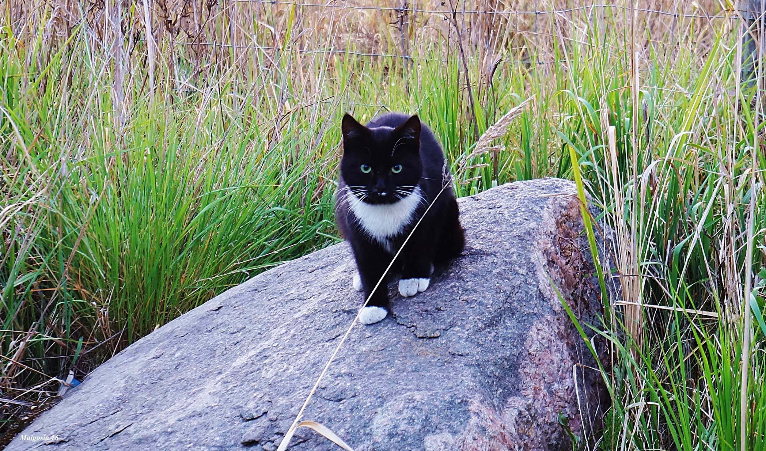 Kot, Kamień, Trawa