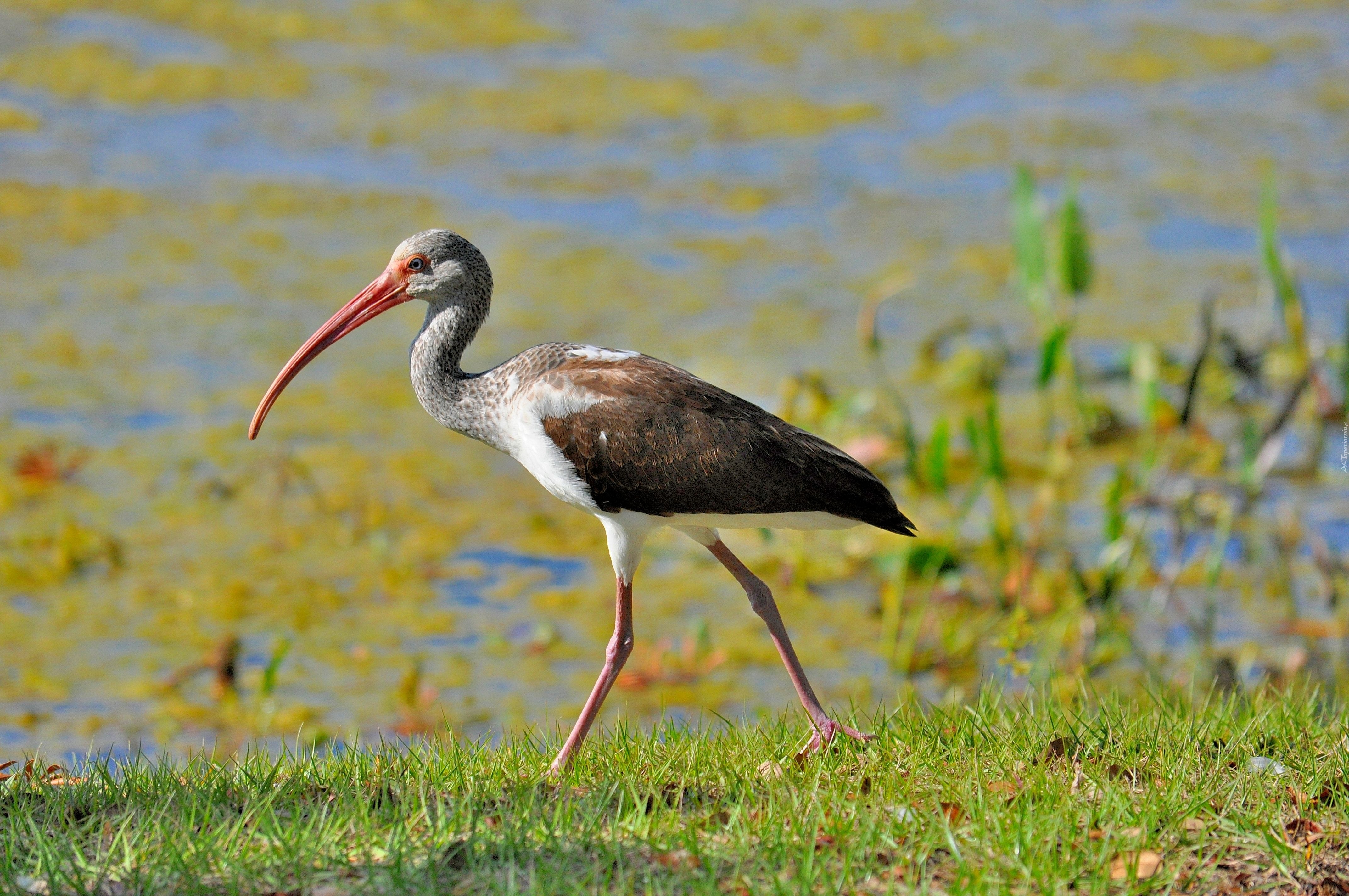 Ibis, Woda, Rośliny