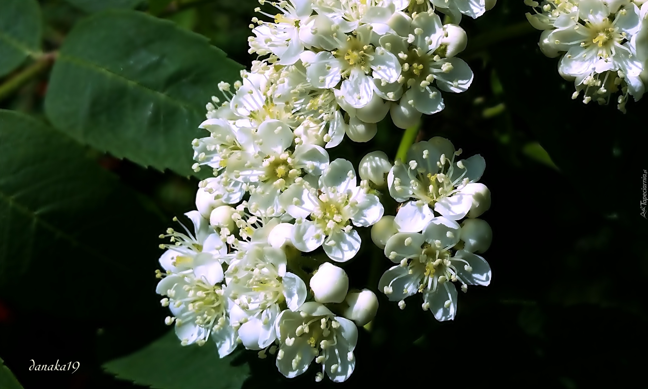 Białe, Kwiatki, Jarzębiny, Wiosna, Makro