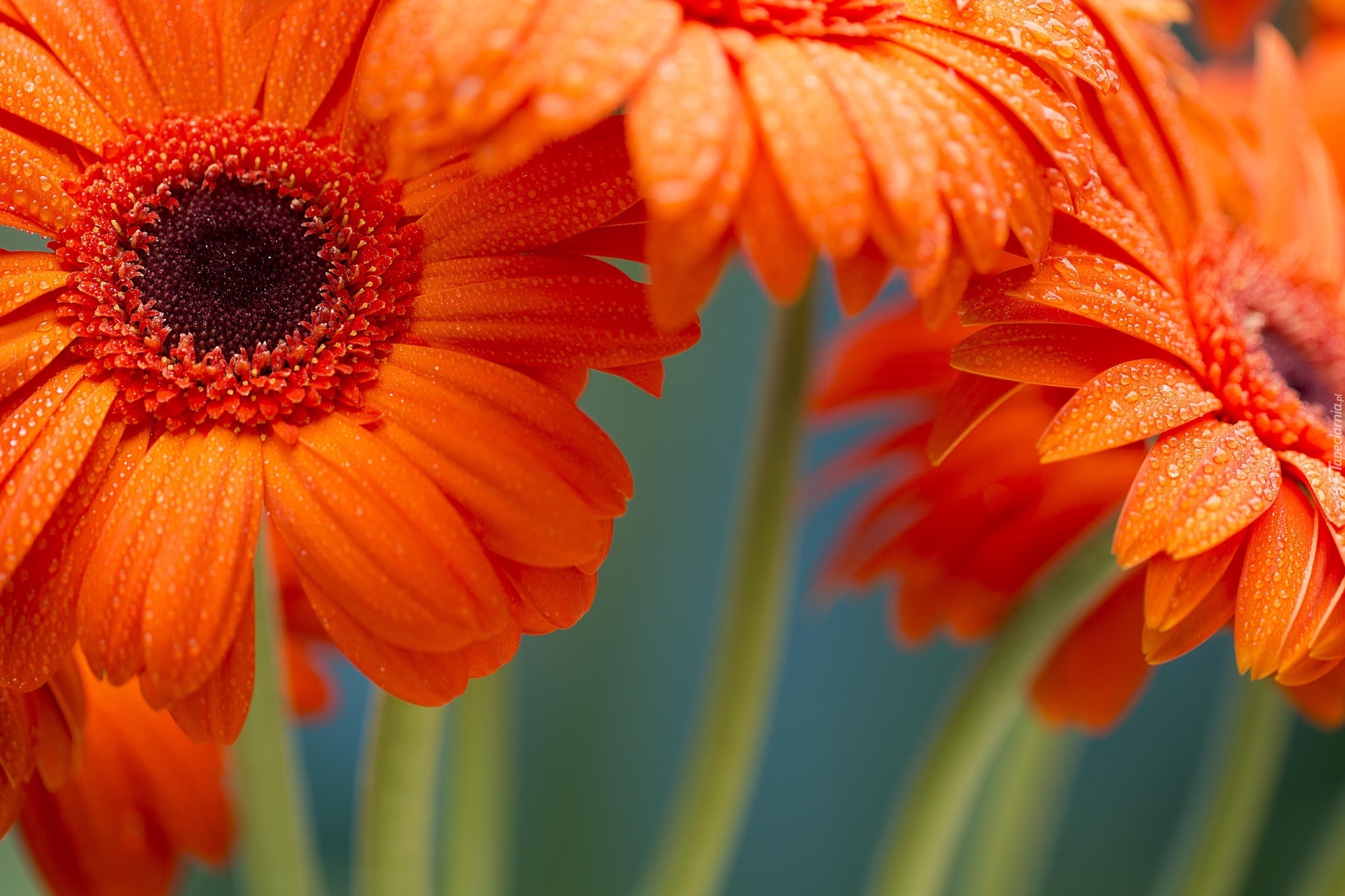 Kwiaty, Gerbera