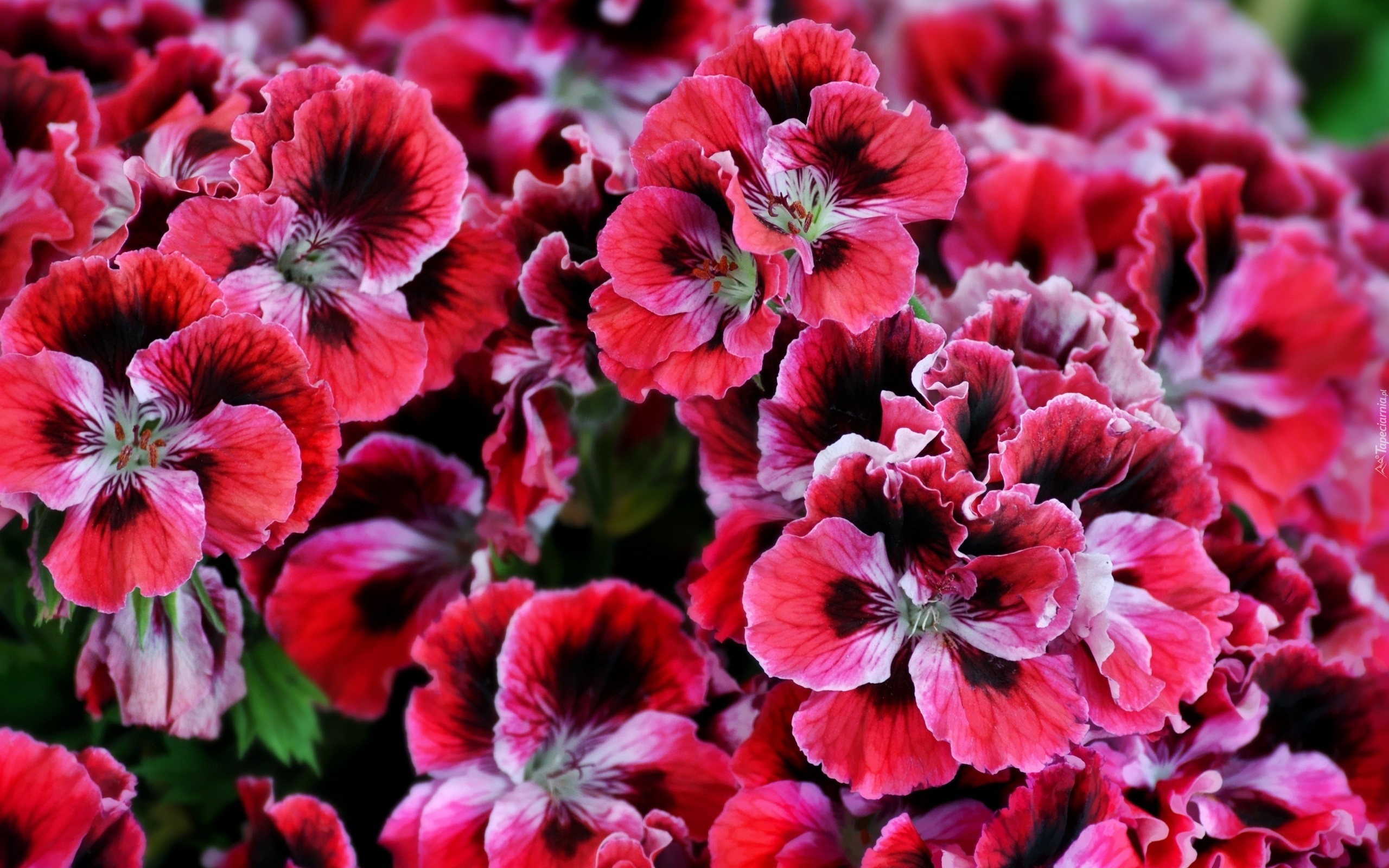 Pelargonia, Angielska