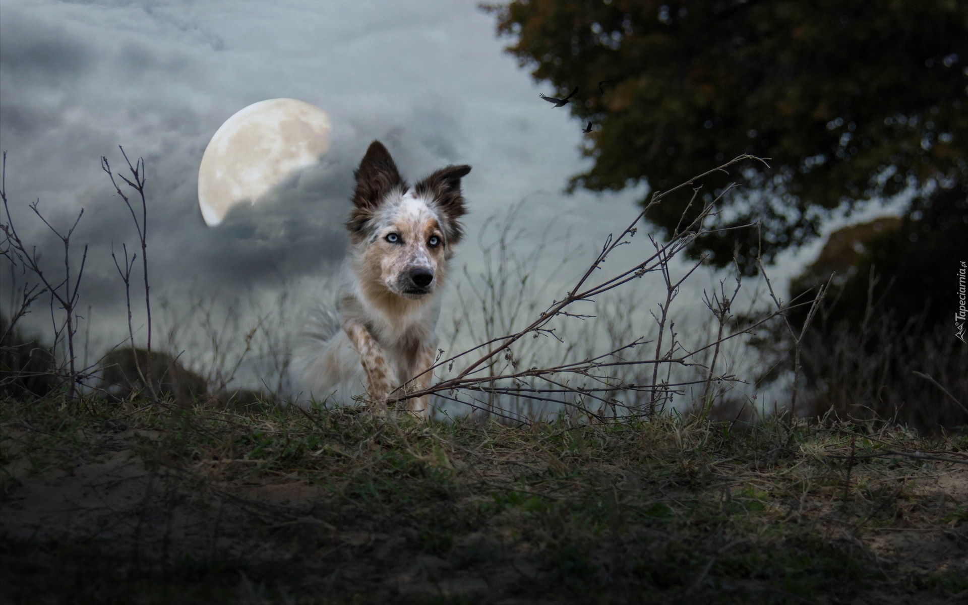 Border, Collie, Zmierzch, Księżyc, Ptaki