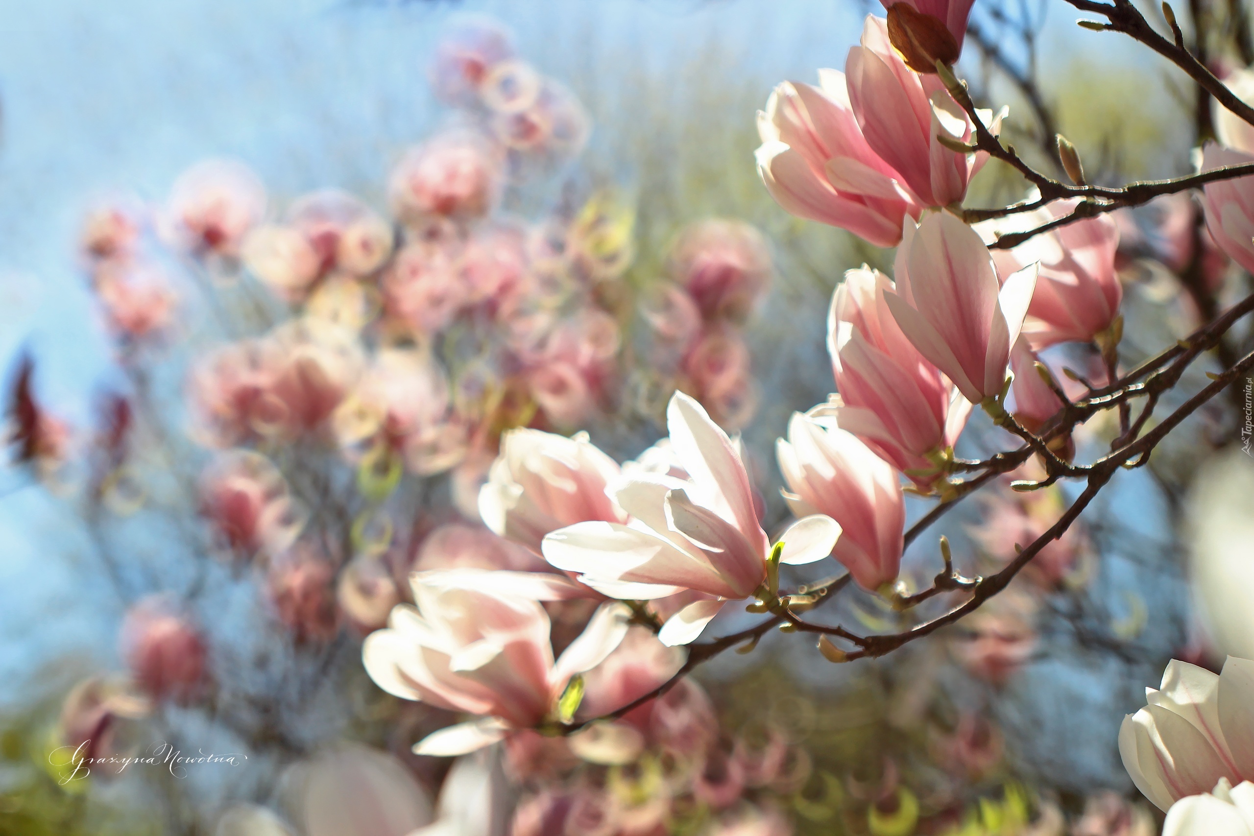 Magnolia, Różowe, Kwiaty, Krzew
