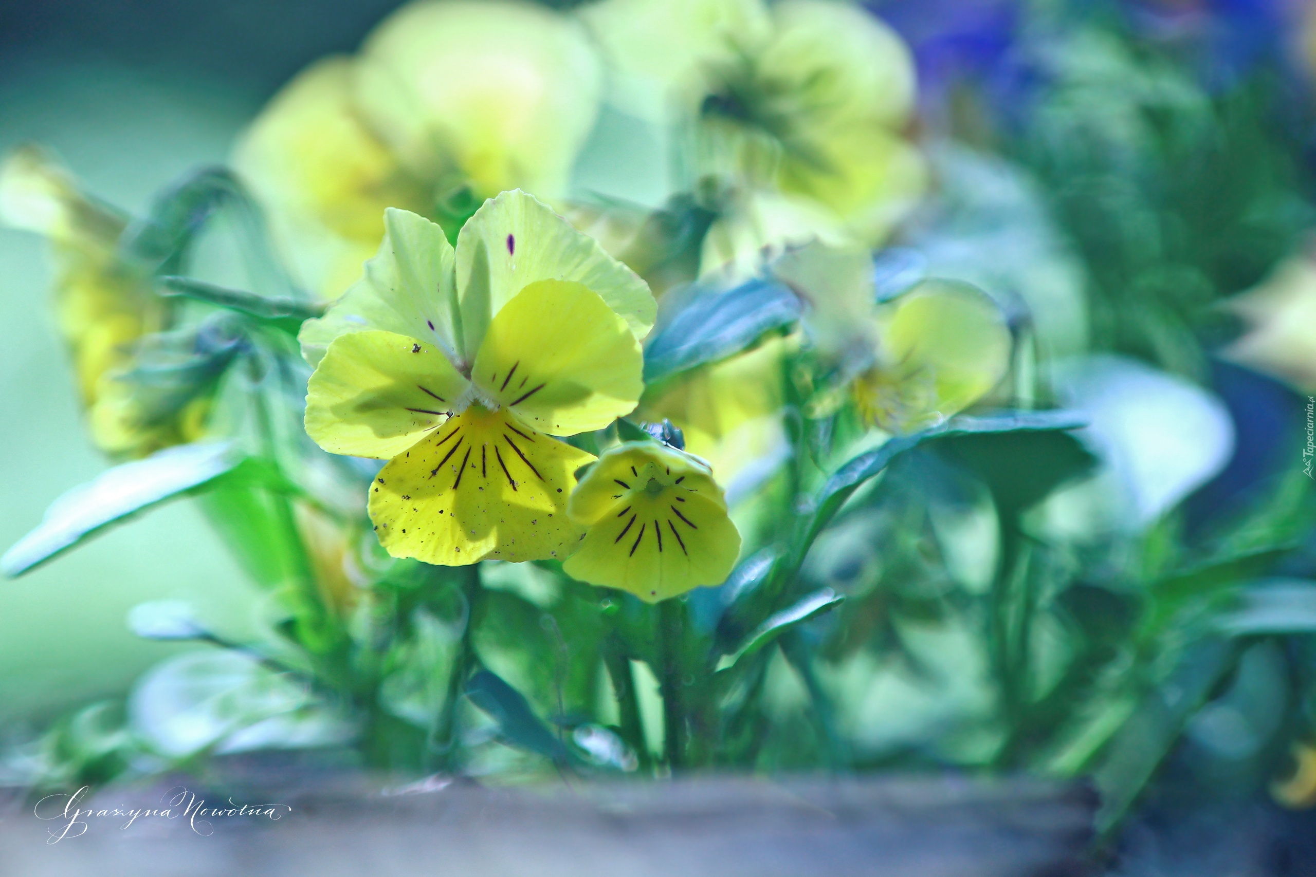 Bratki, Żółte, Kwiaty