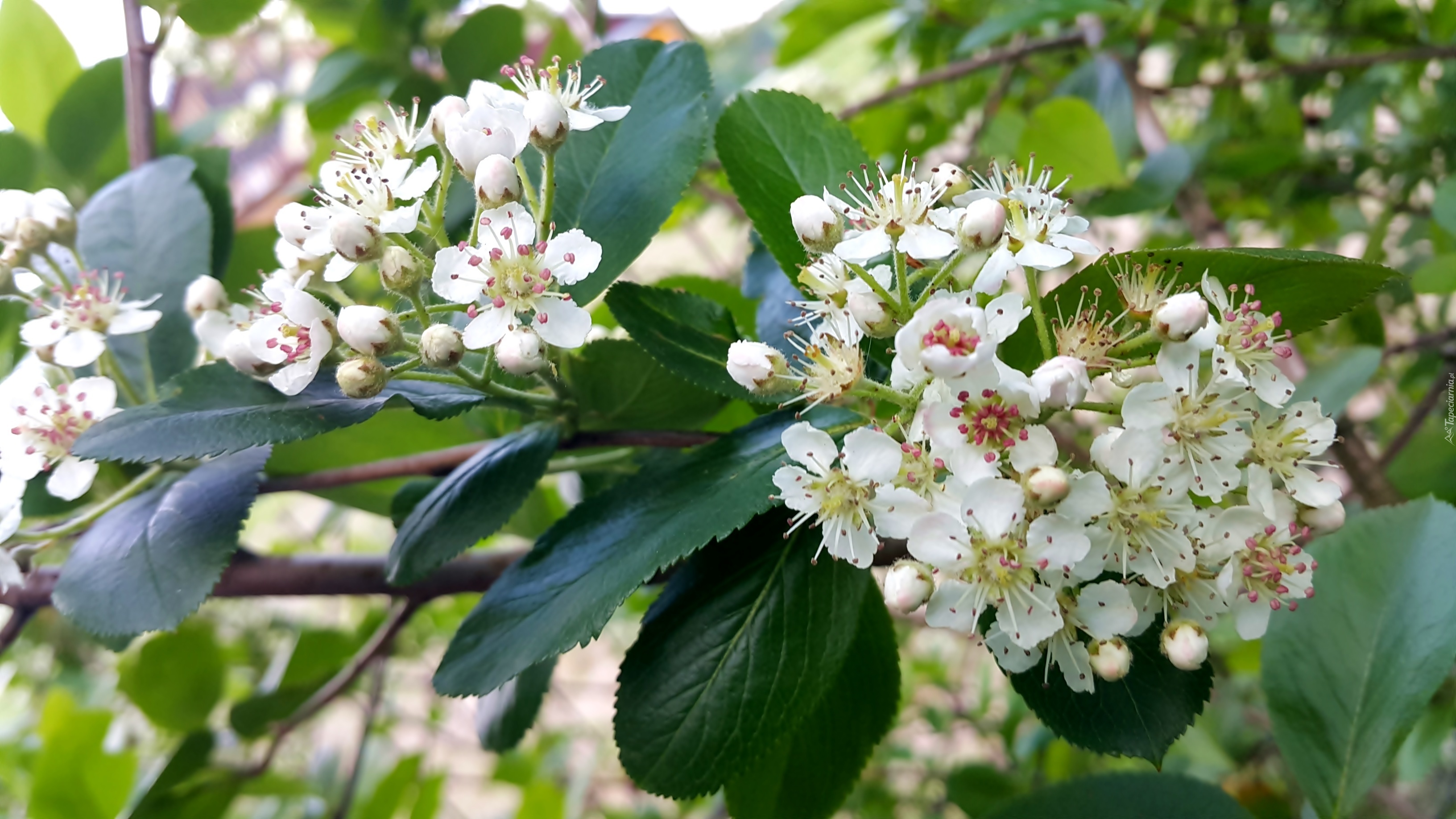 Krzew, Kwitnąca, Aronia