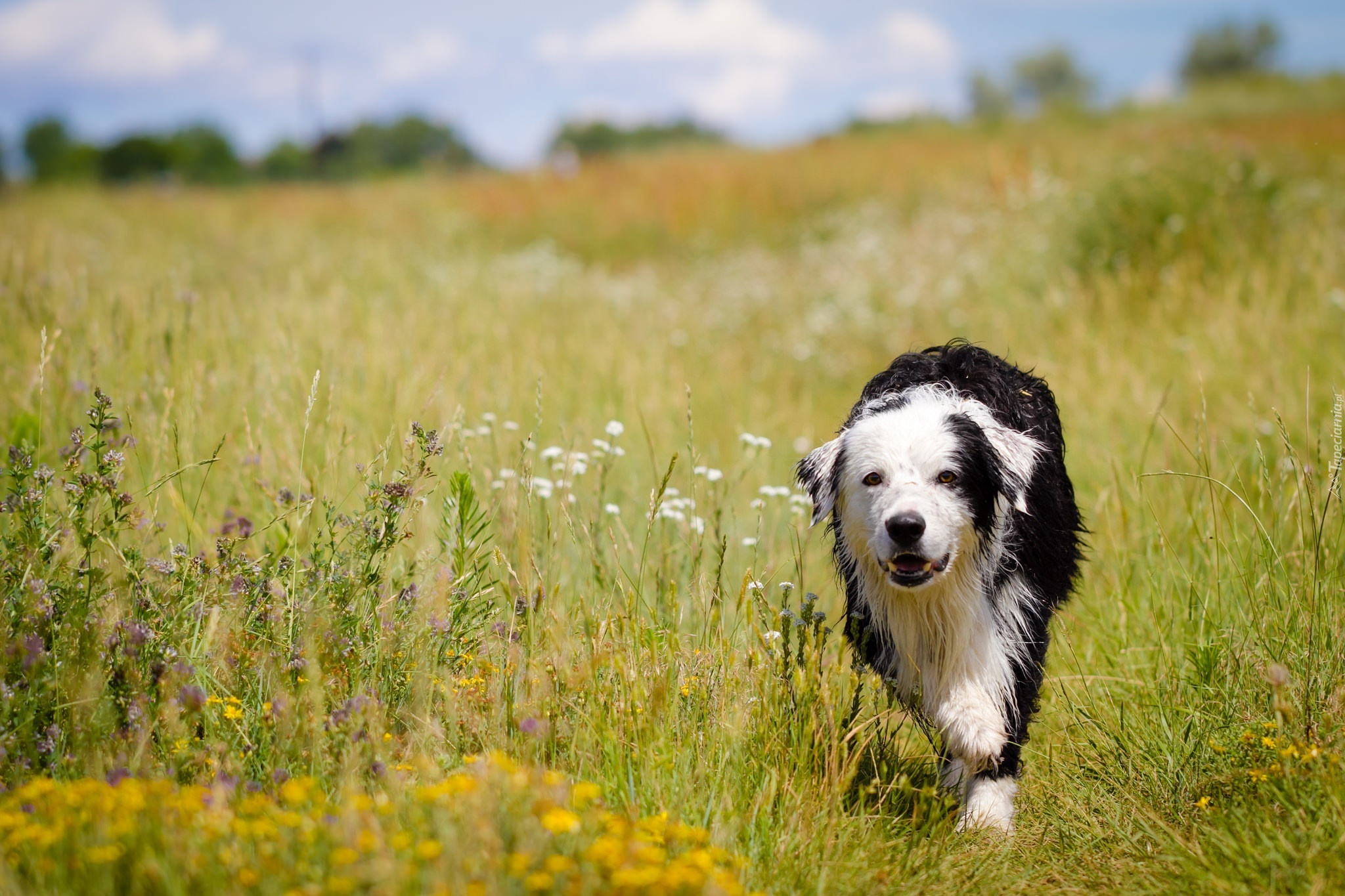 Lato, Łąka, Mokry, Border, Collie, Rozmyte, Tło