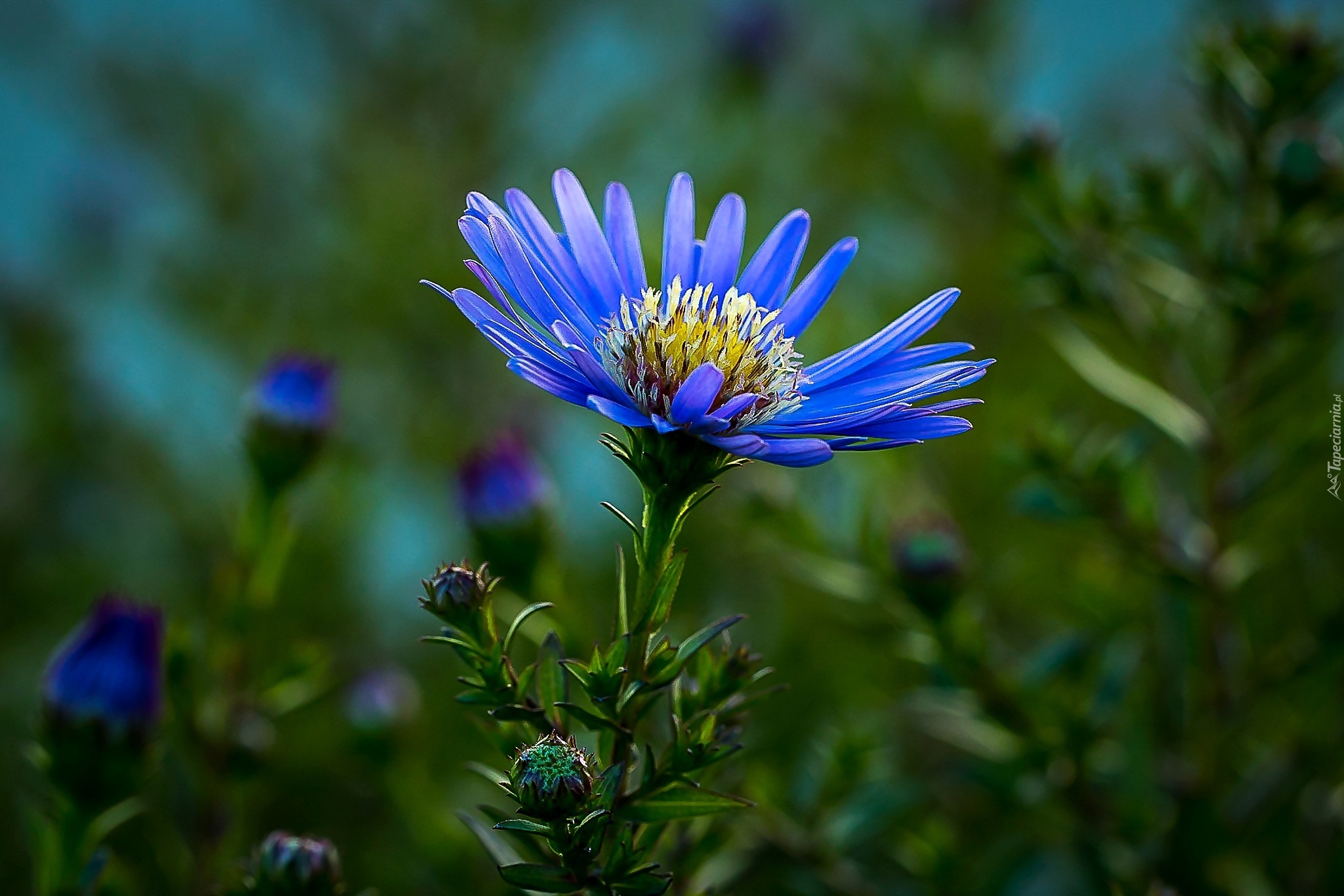 Niebieski, Kwiat, Aster