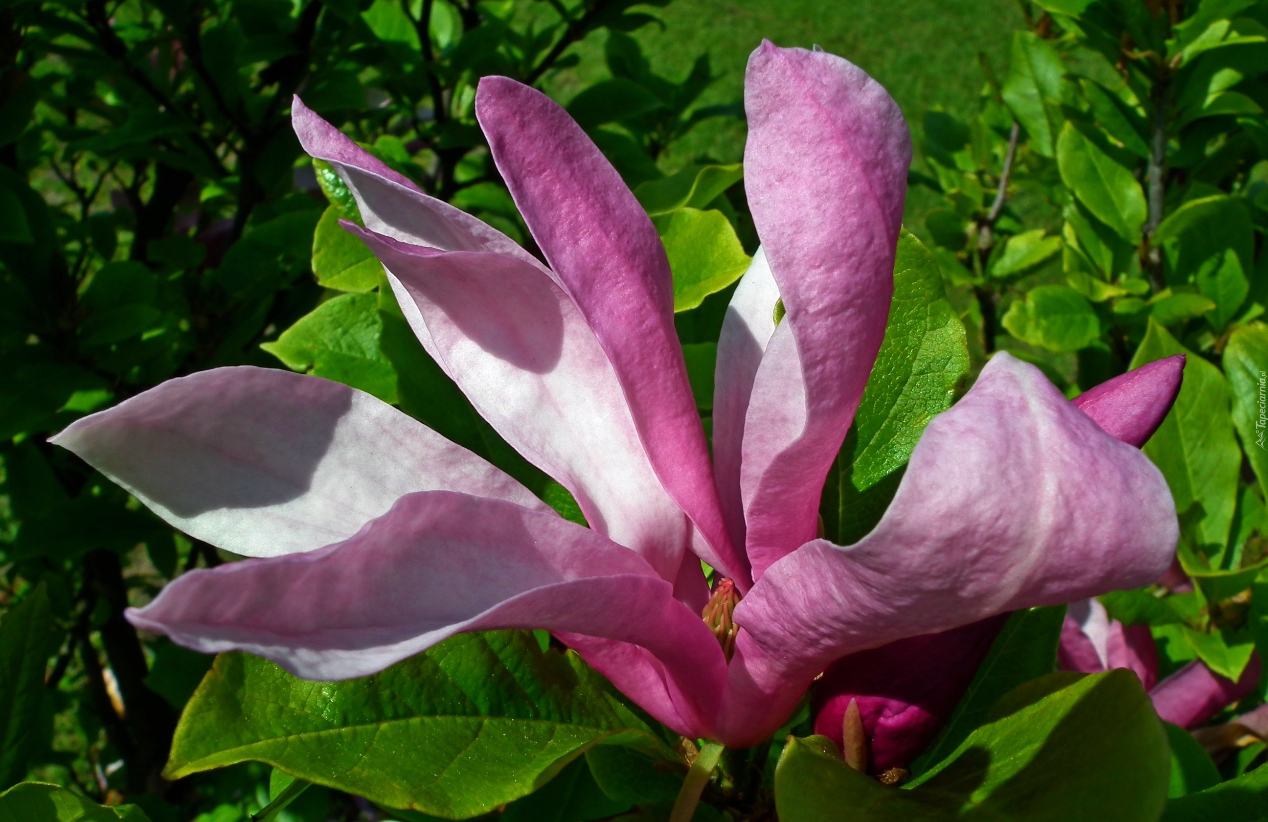 Krzew, Magnolia