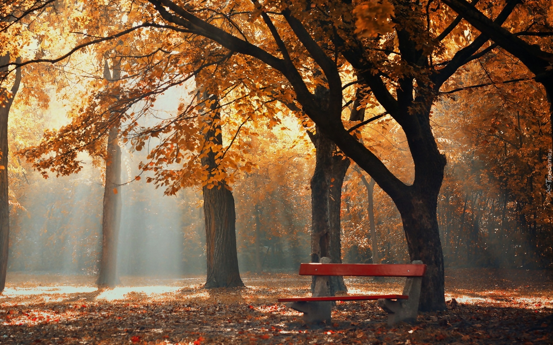 Jesień, Park, Ławka, Mgła