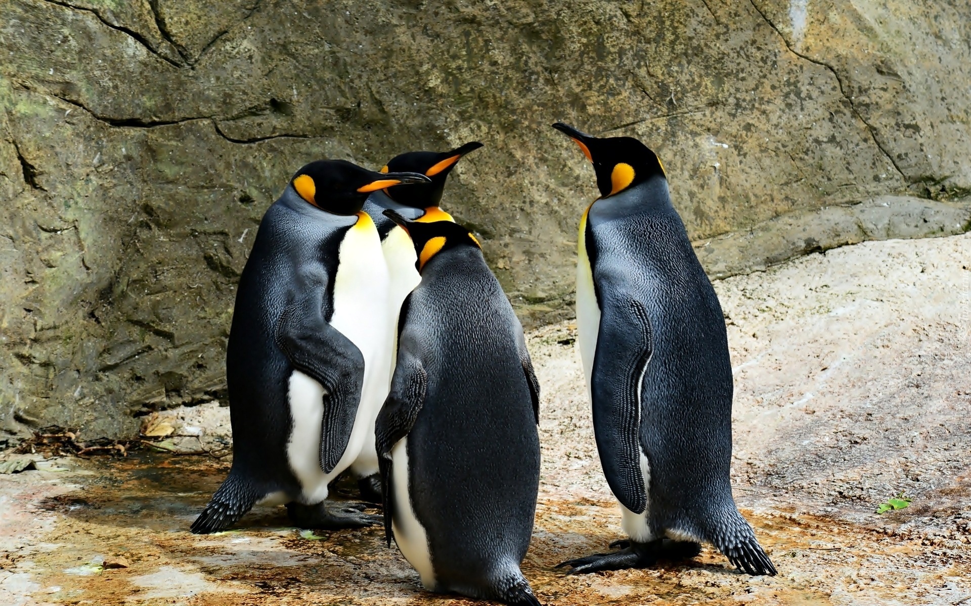 Pingwiny, Skały, Kamienie