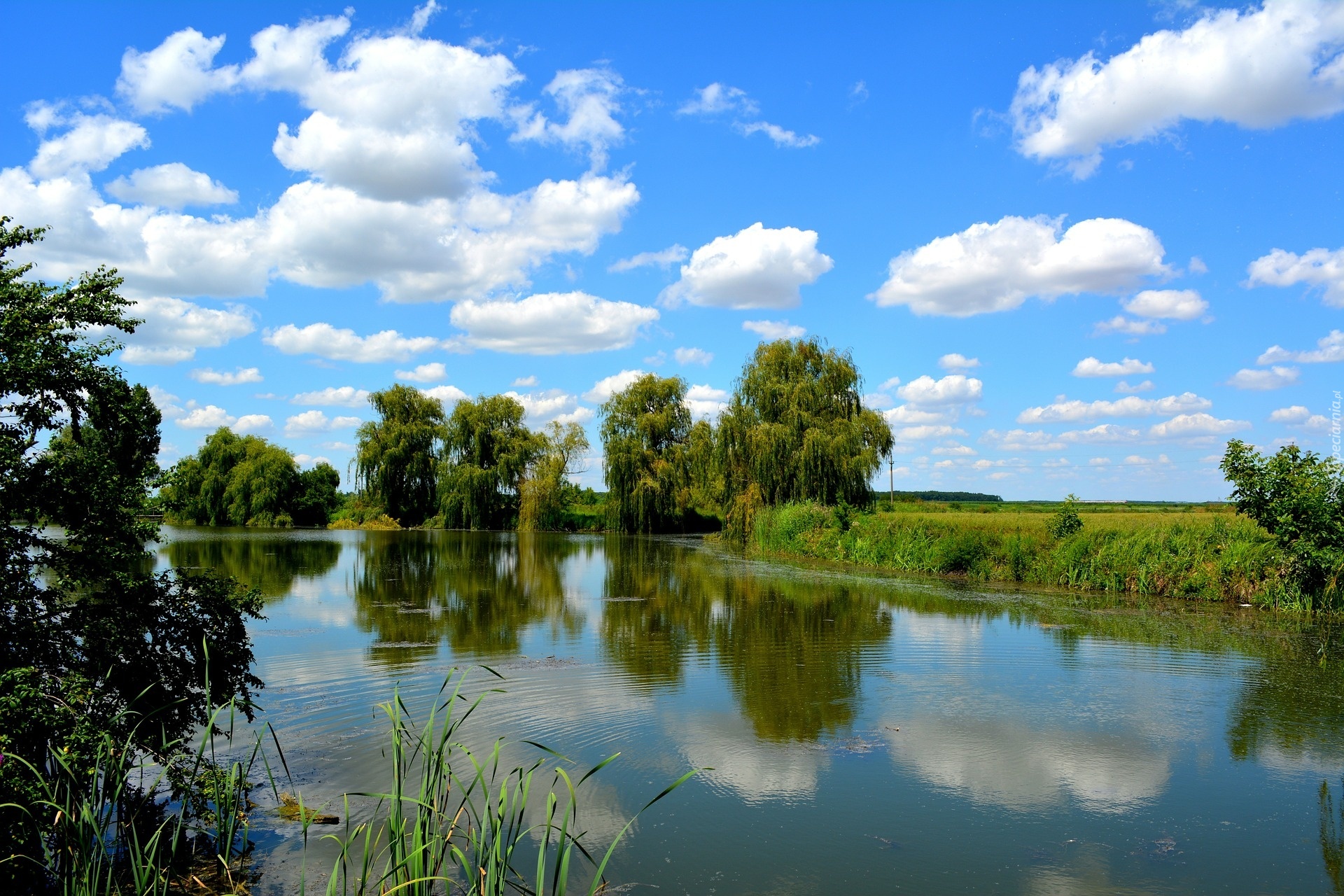 Niebo, Obłoki, Jezioro, Odbicie, Drzewa, Wierzby