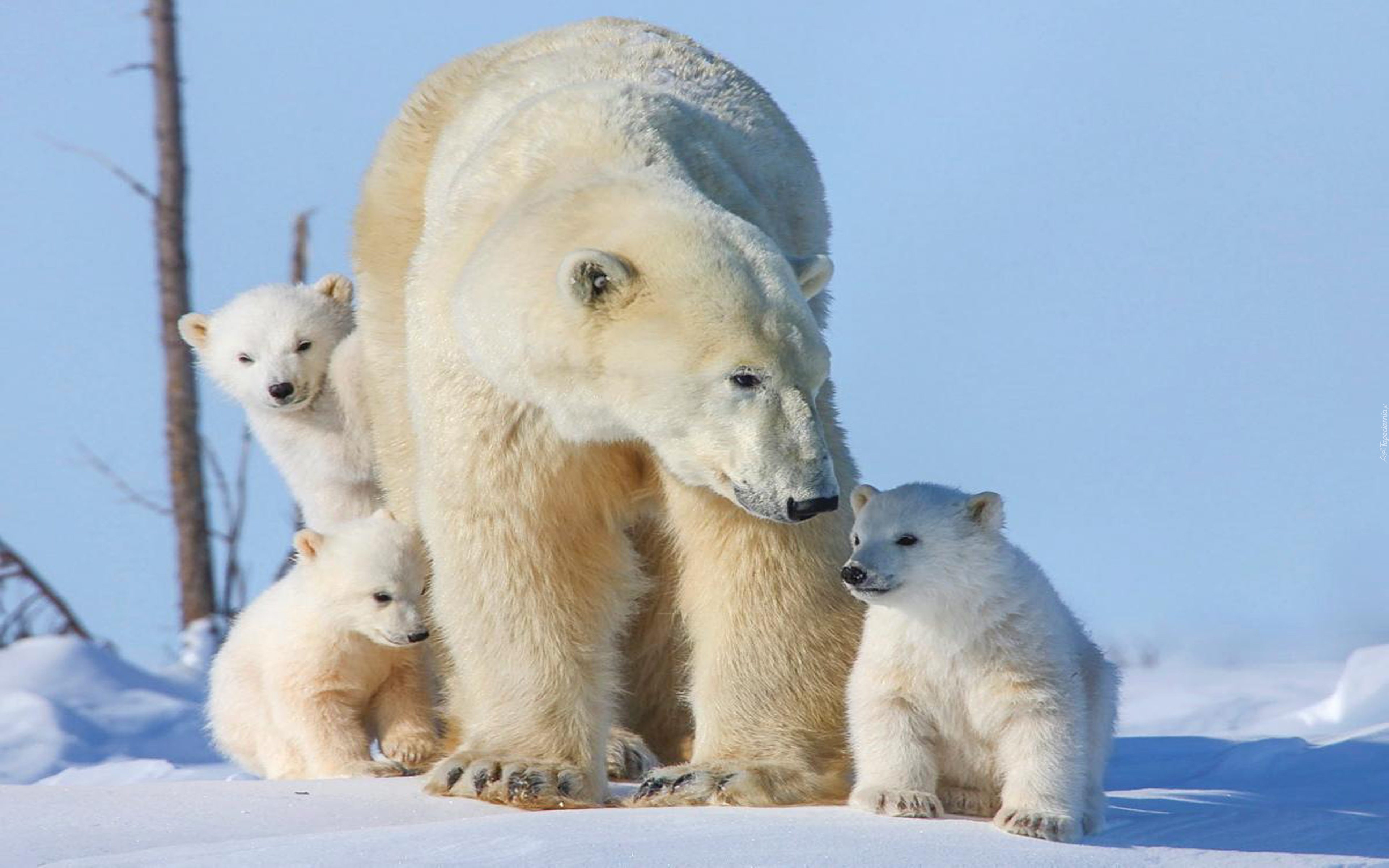 Niedźwiedź, Polarny, Młode, Śnieg