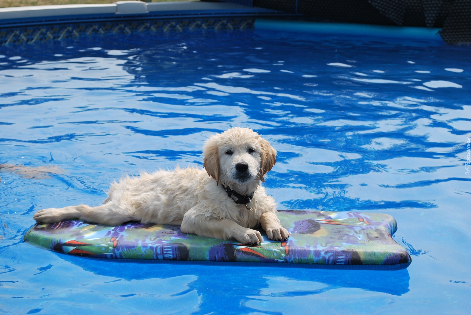 Golden Retriever, Woda, Basen
