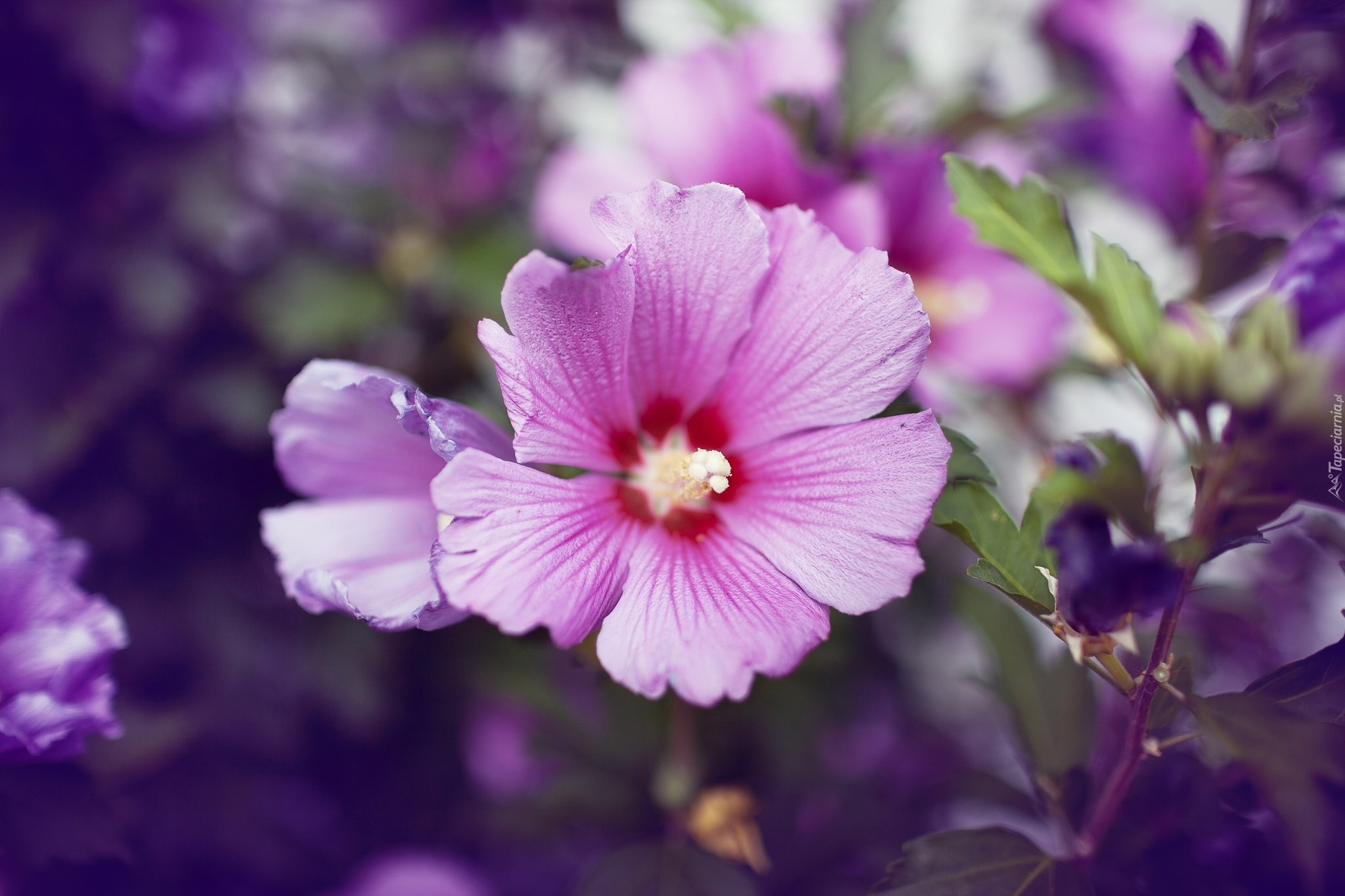 Kwiat Hibiskus