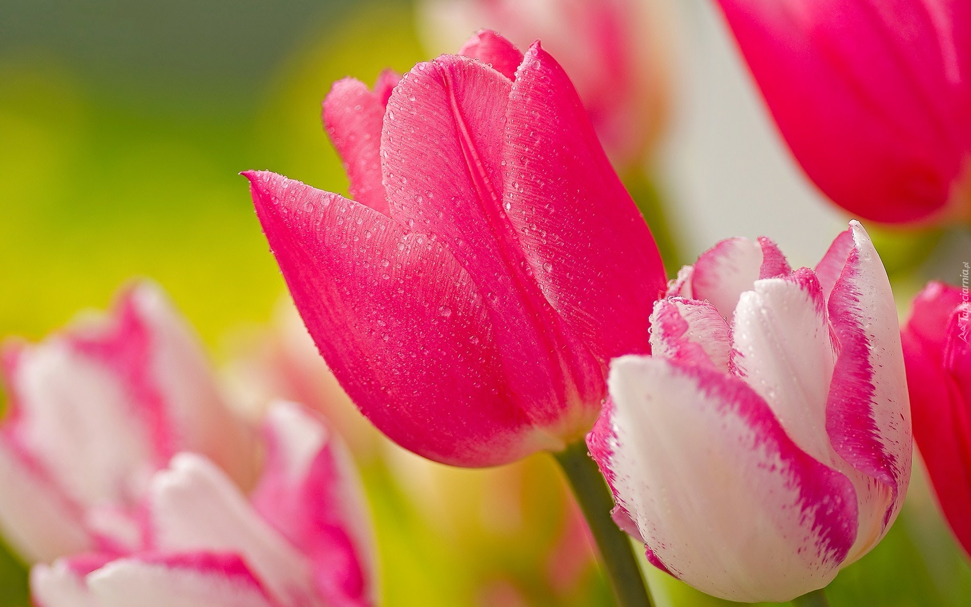 Biało, Różowe, Tulipany