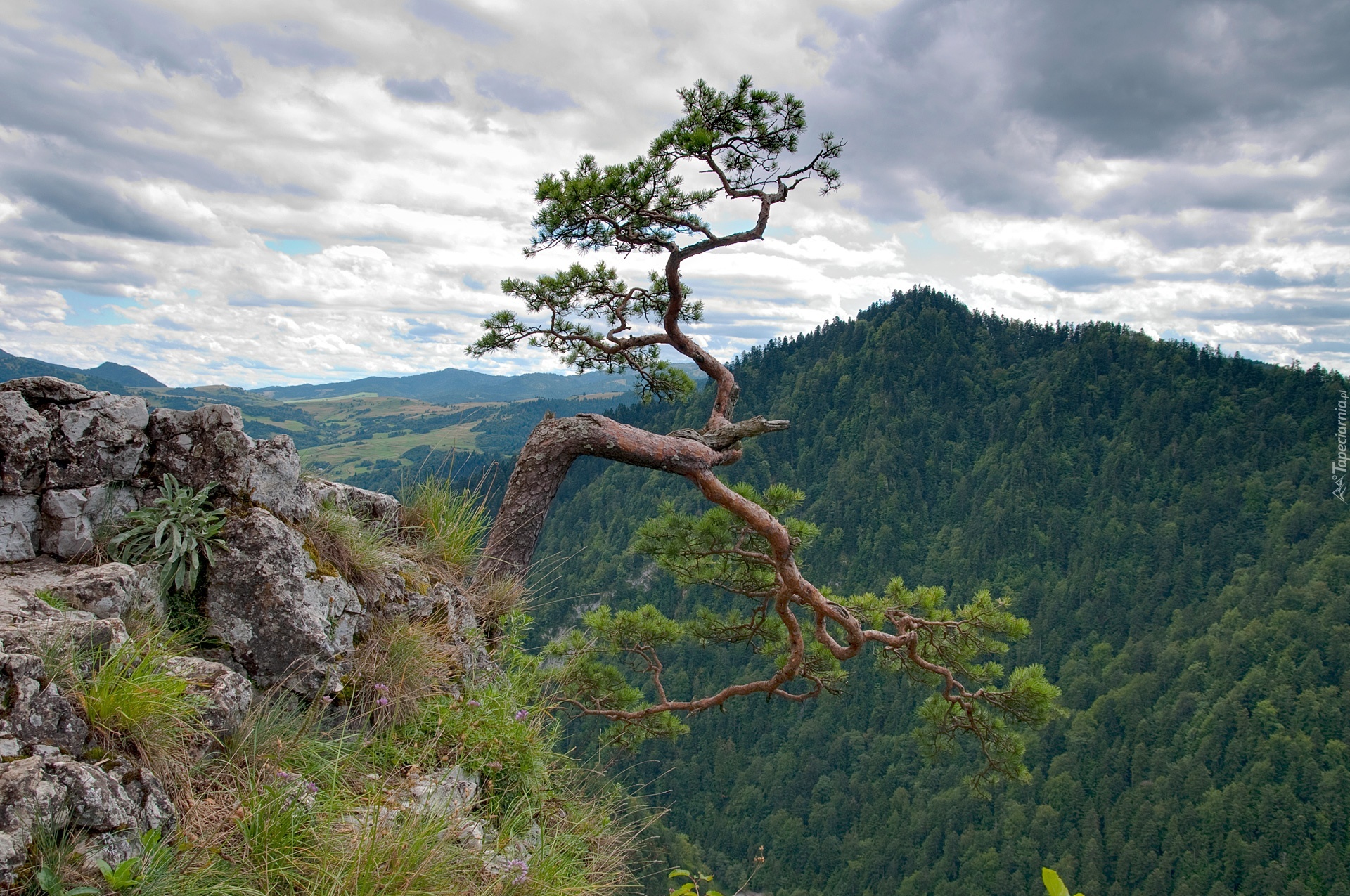 Sosna, Góry, Pieniny