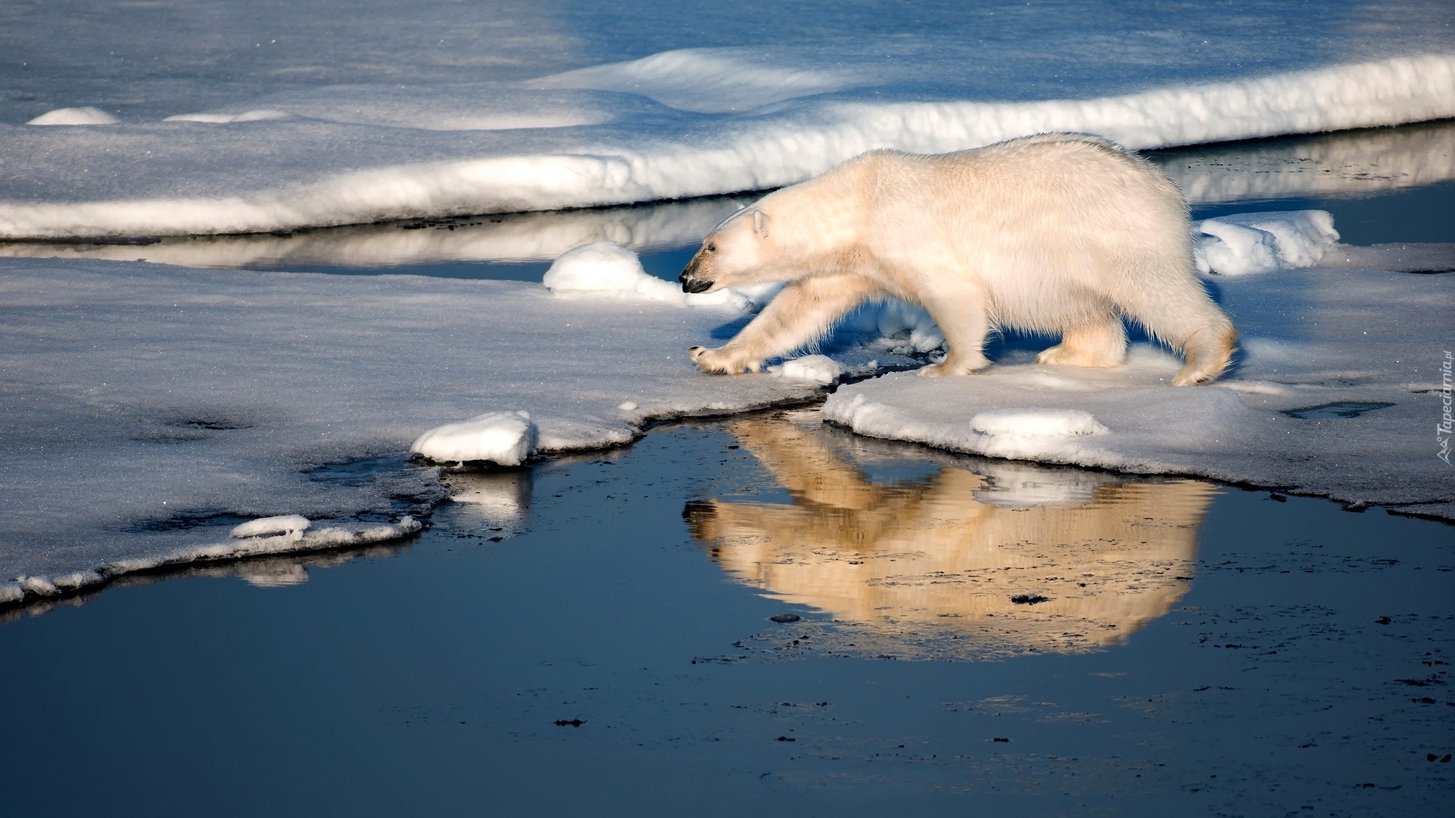 Niedźwiedź, Polarny, Morze, Lód