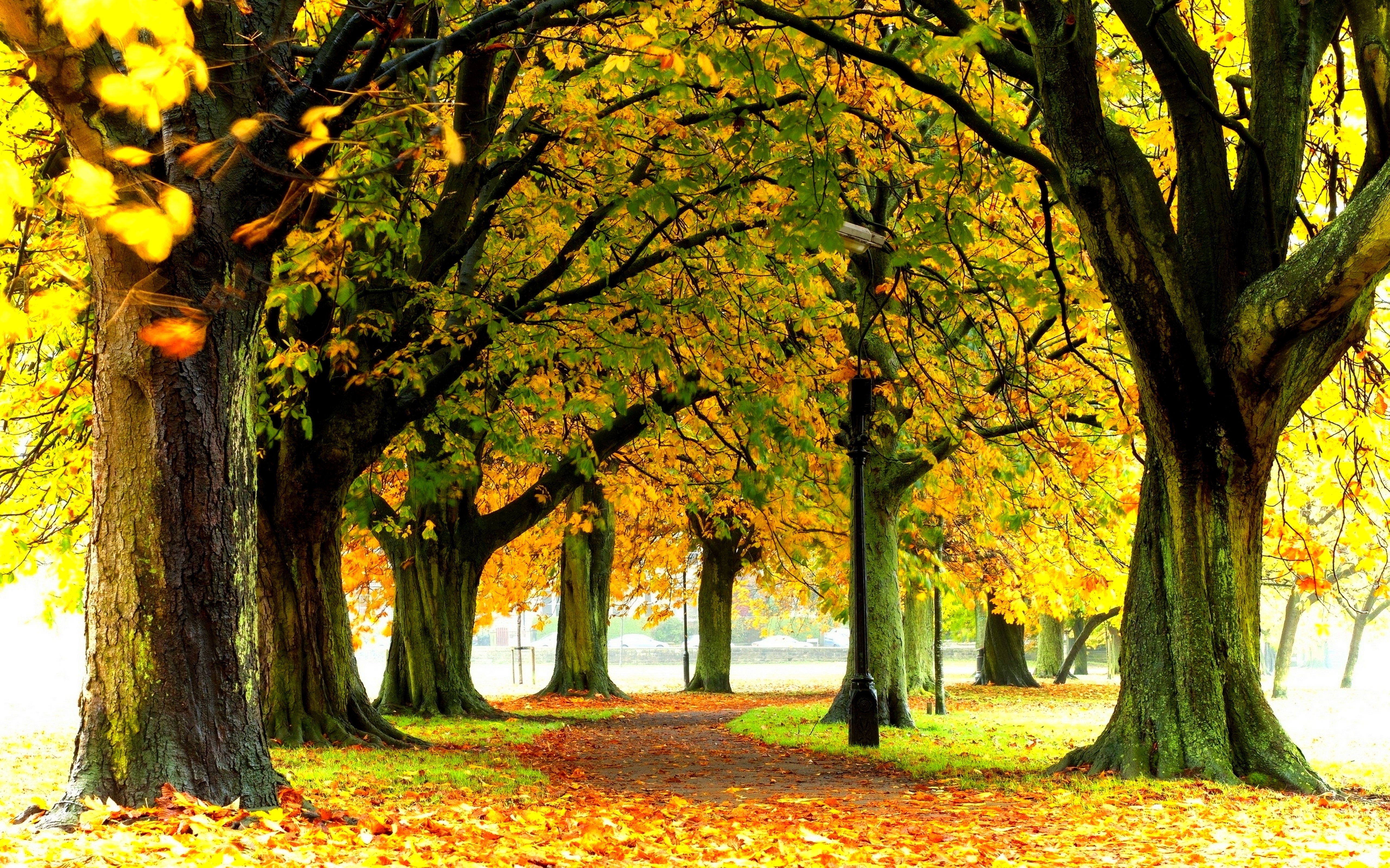 Park, Drzewa, Jesień, Alejka
