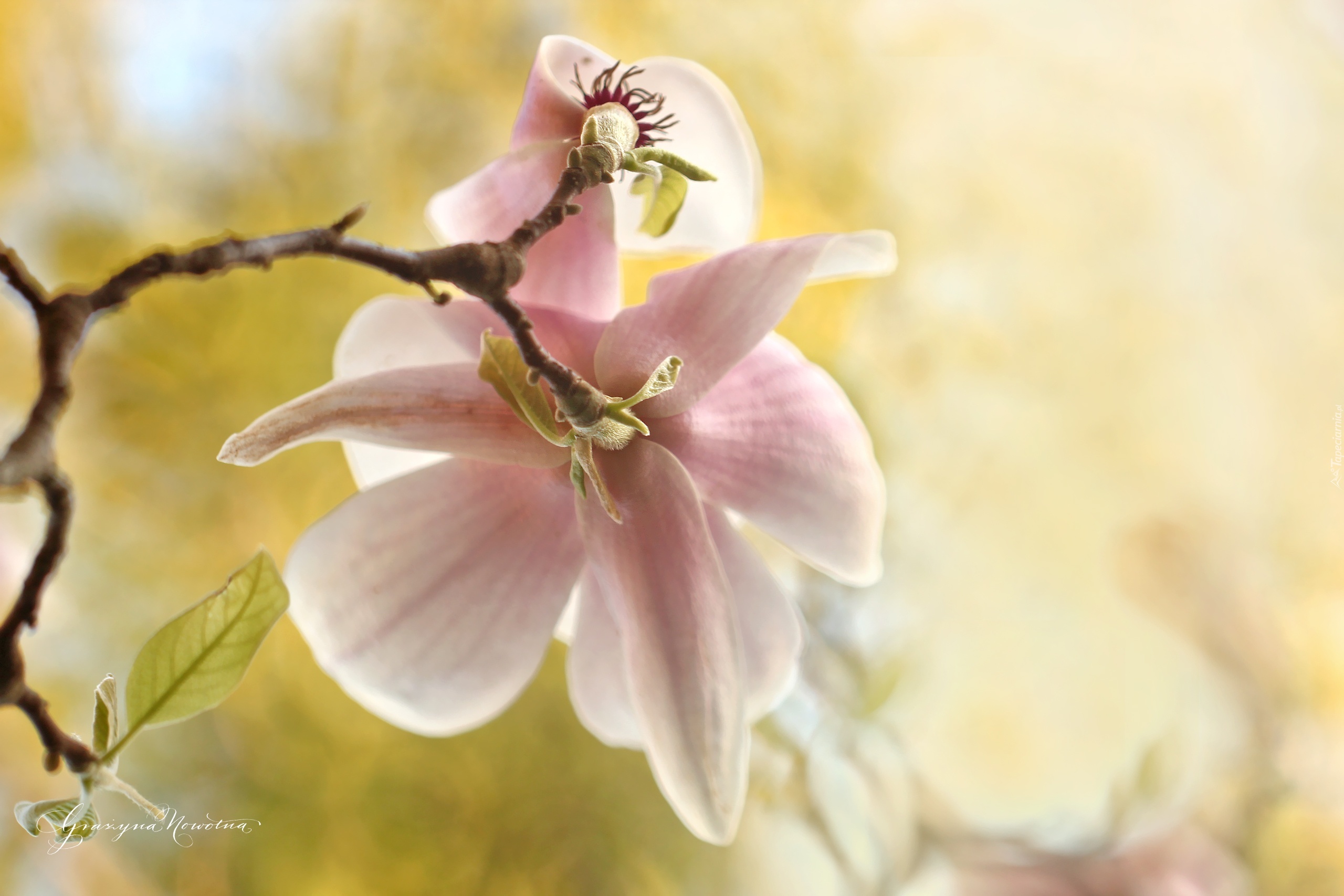 Różowa, Magnolia, Krzew