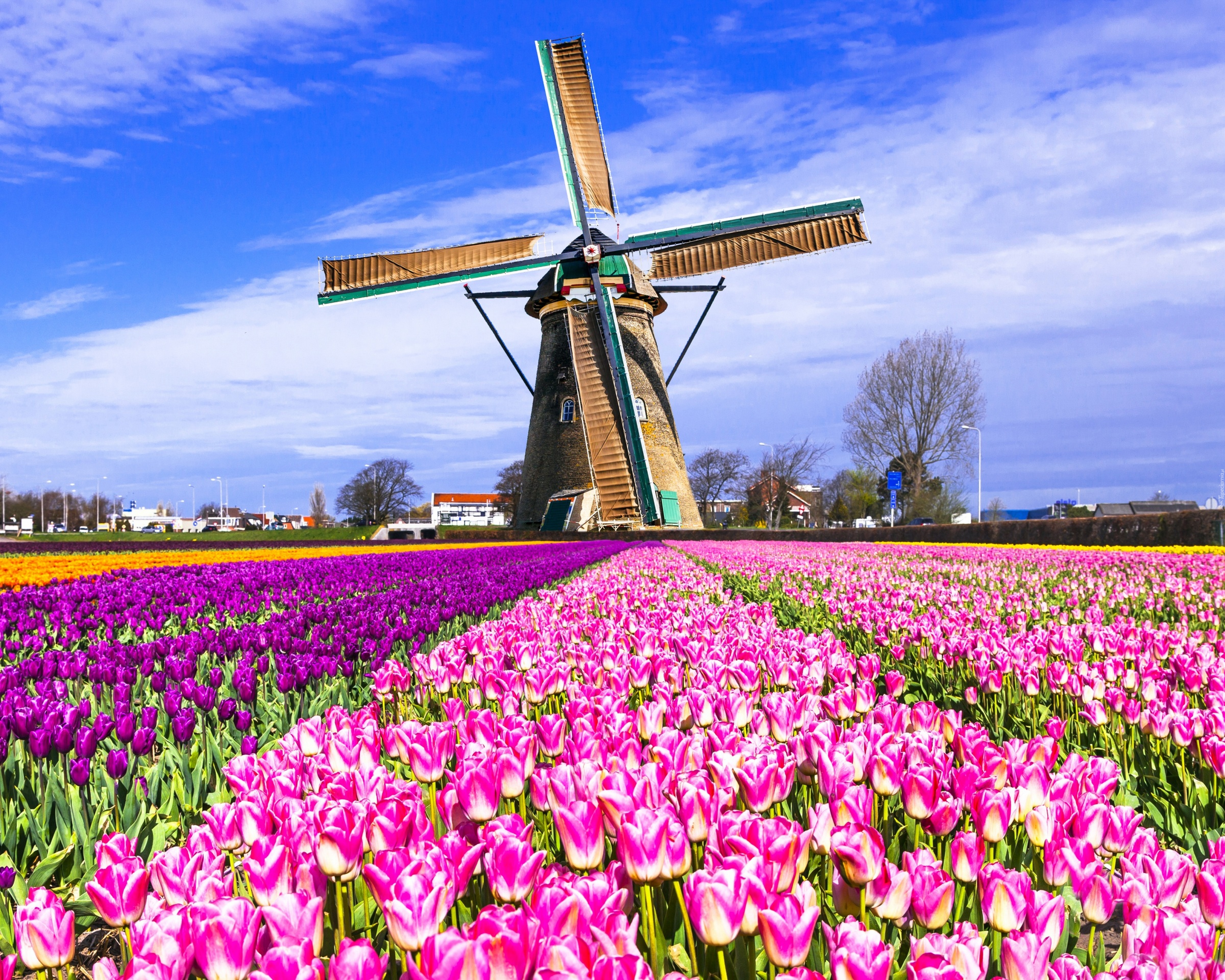 Pole, Tulipanów, Wiatrak, Holandia