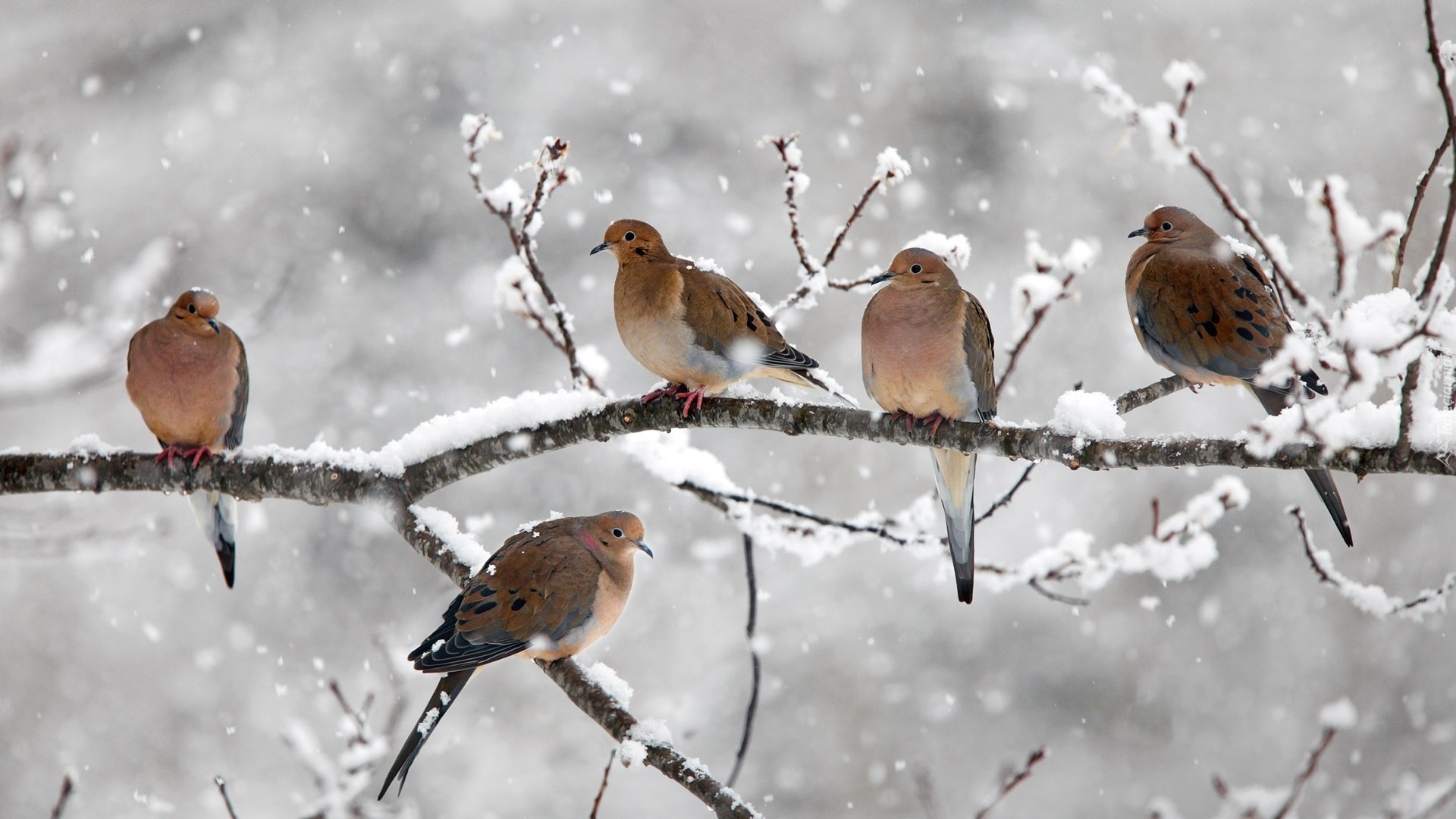 Zima, Śnieg, Gałęzie, Drzewo, Ptaki, Gołębie