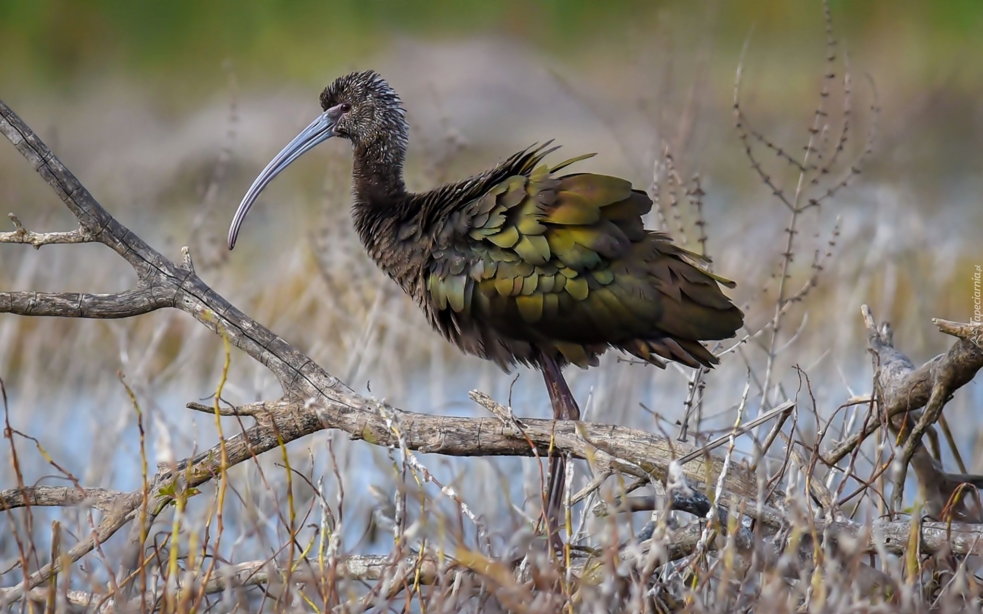 Ibis, Gałęzie, Woda