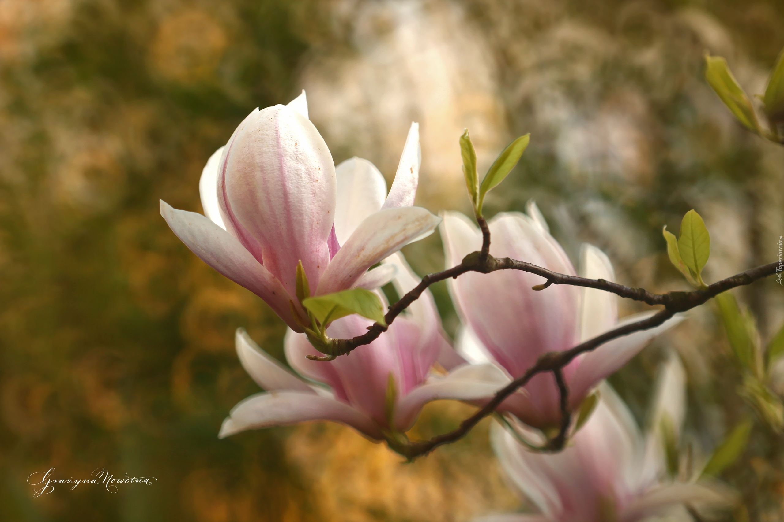 Różowa, Magnolia, Krzew