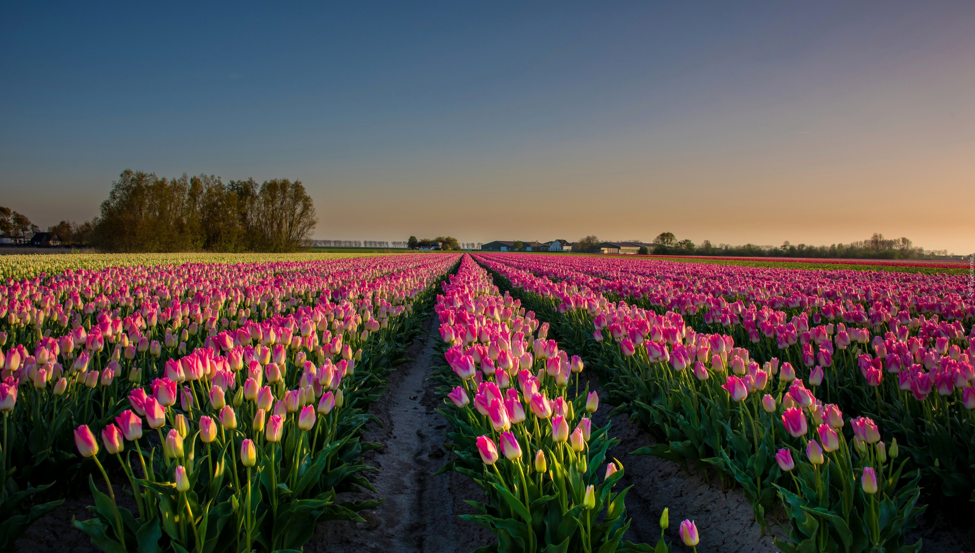 Pole, Tulipany, Wschód słońca