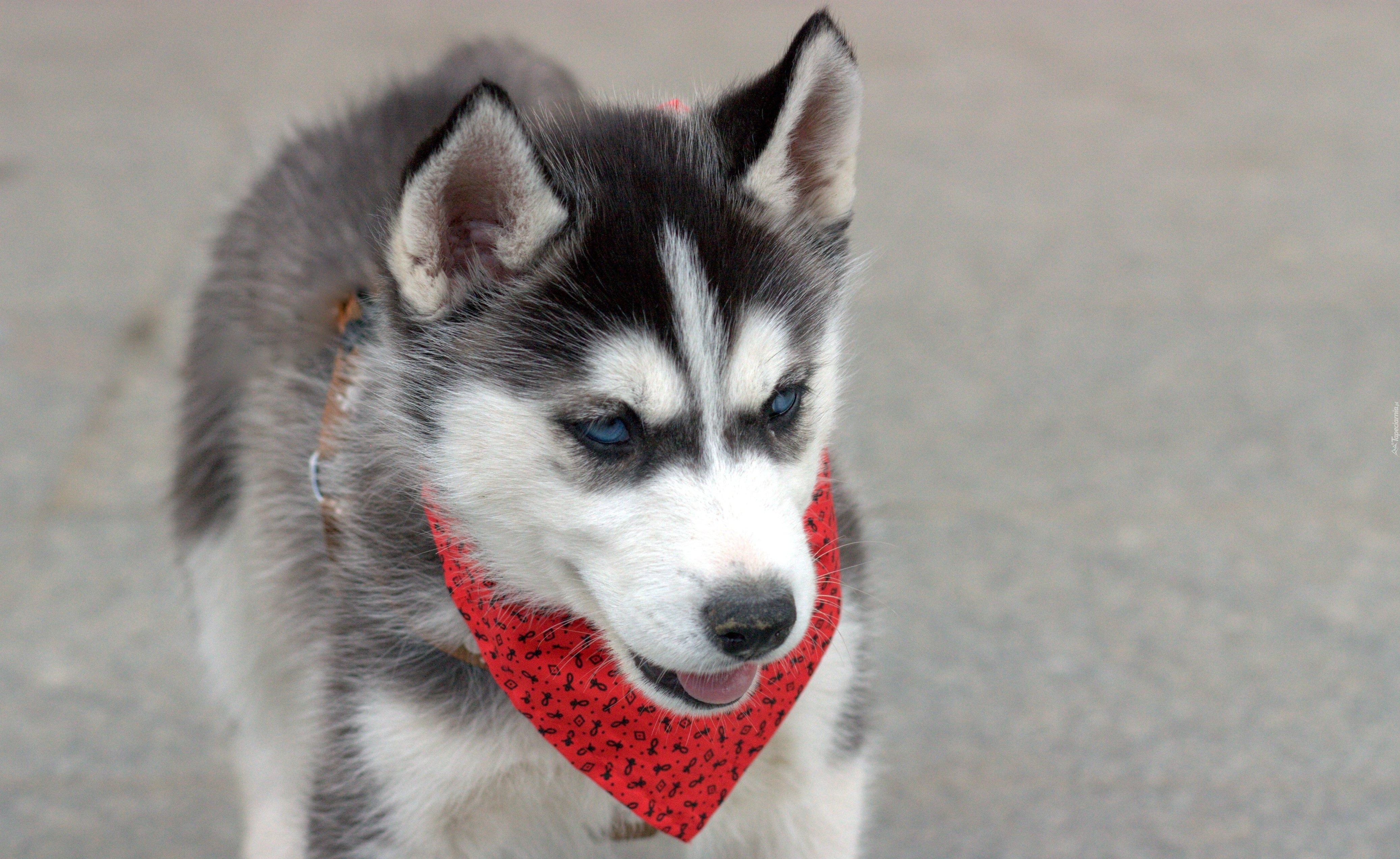 Pies, Siberian, Husky