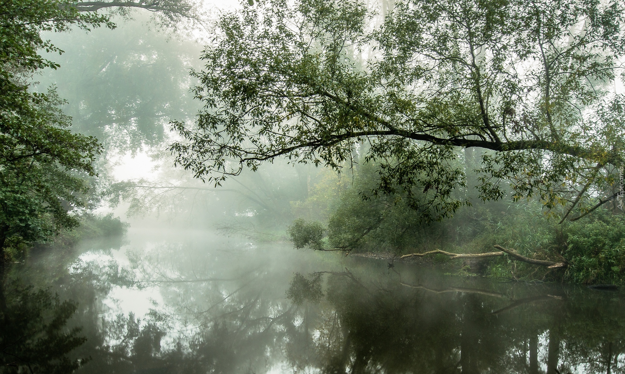 Бежит река в тумане слушать. Туманный пейзаж. Озеро в тумане. Лес река туман. Туман на реке.