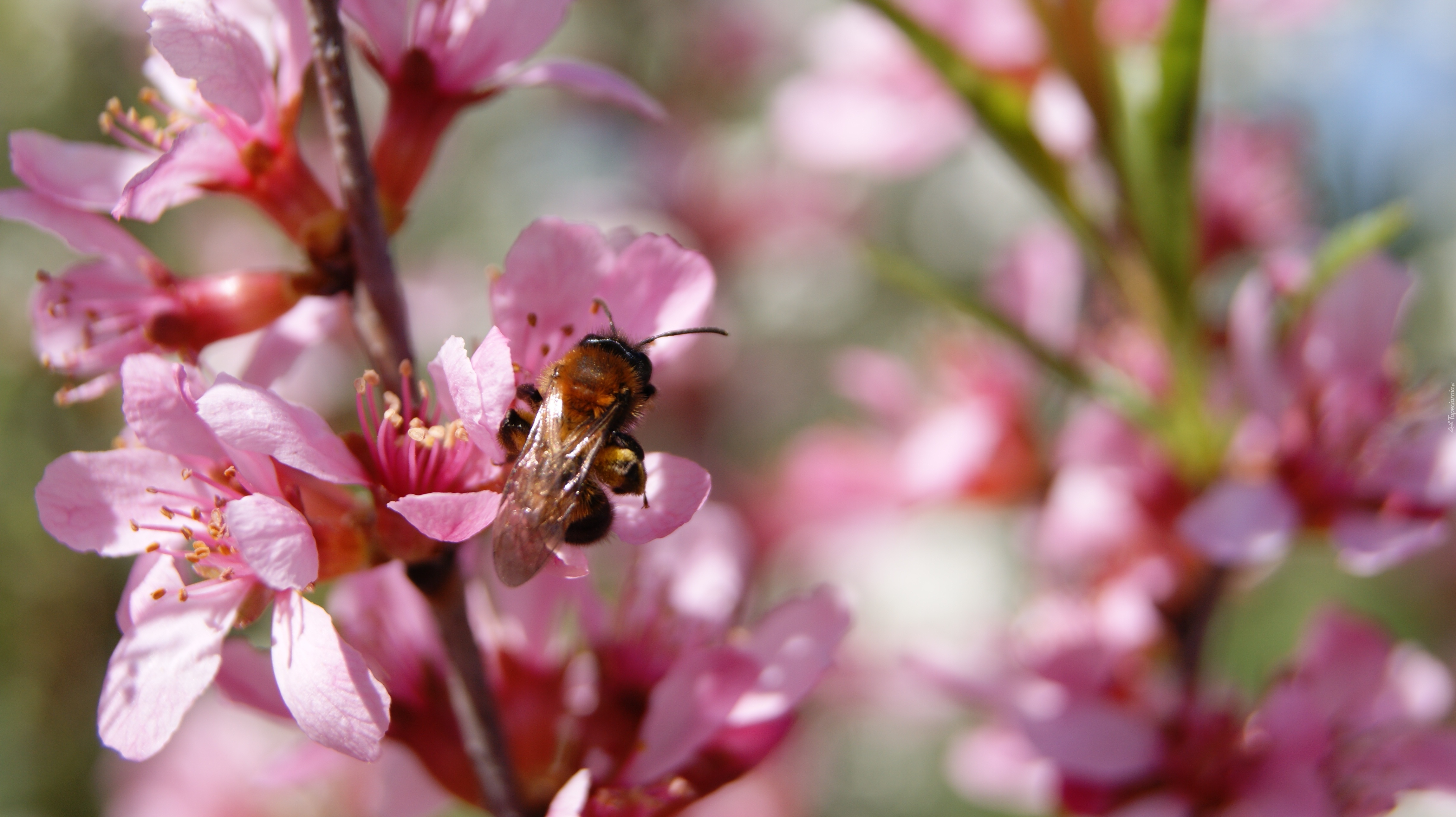 Pszczoła, Kwitnienie, Jabłoń