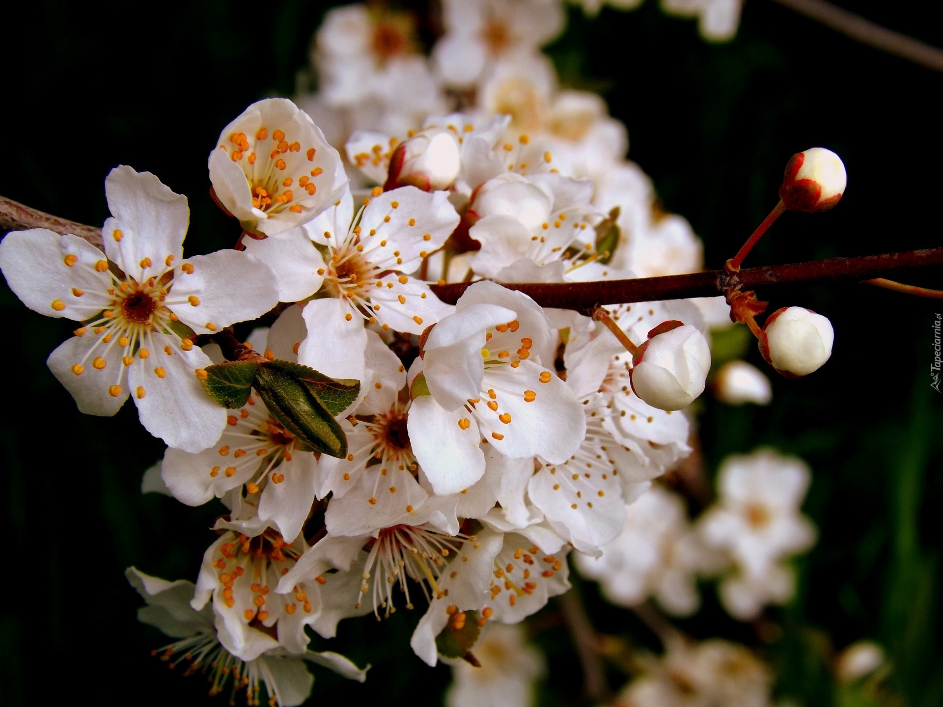 Białe, Kwiaty, Drzewa, Owocowego, Wiosna