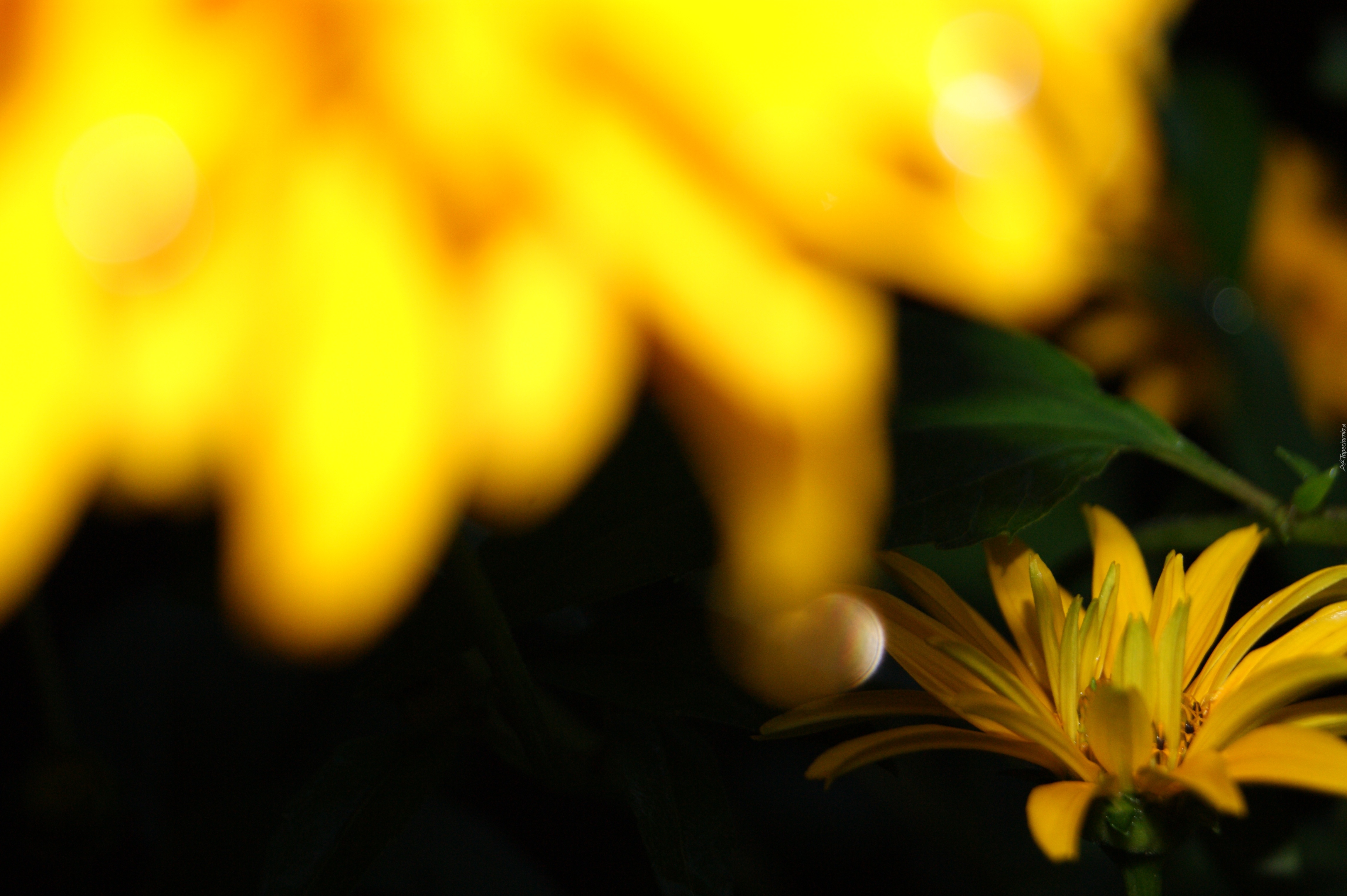 Kwiatek, Żółty