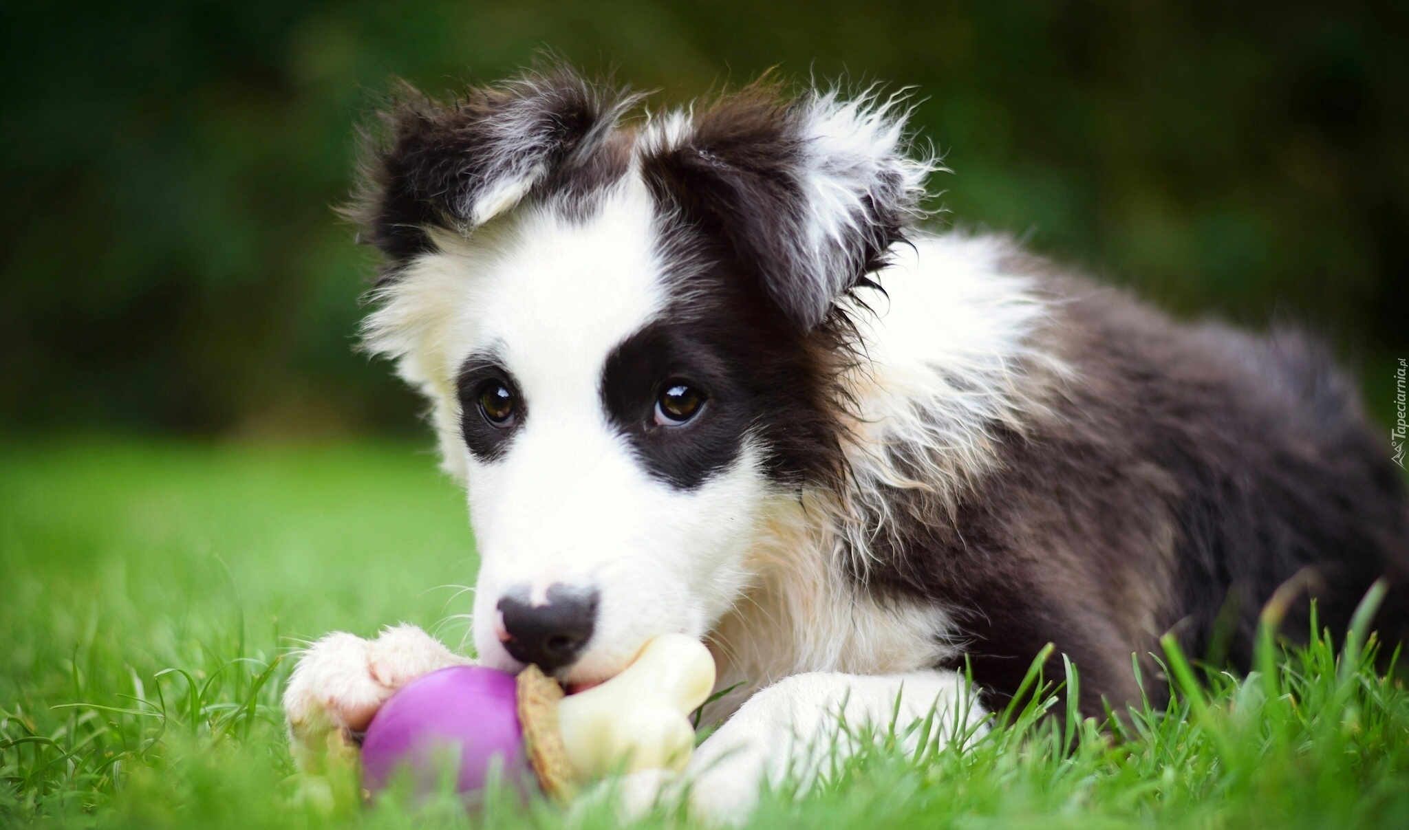 Szczeniak, Border, Collie, Zabawka