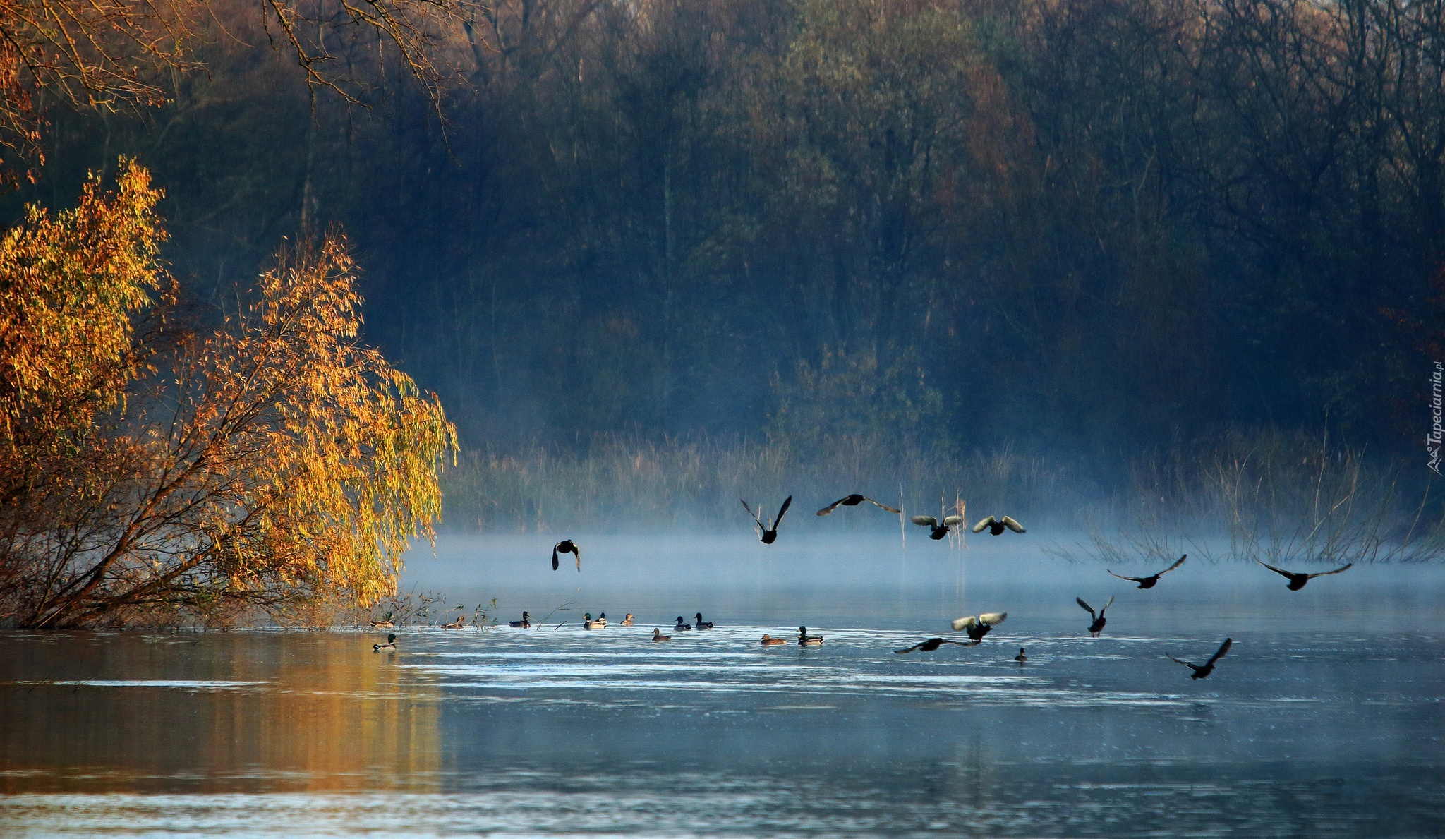 Jezioro, Drzewa, Ptaki