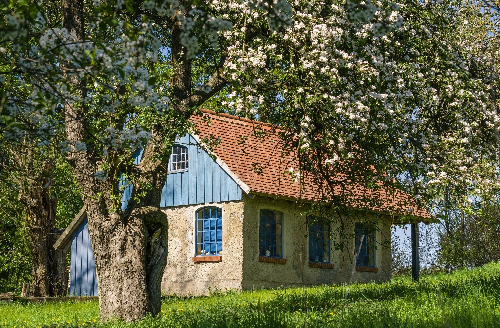 Drzewo, Dom, Łąka