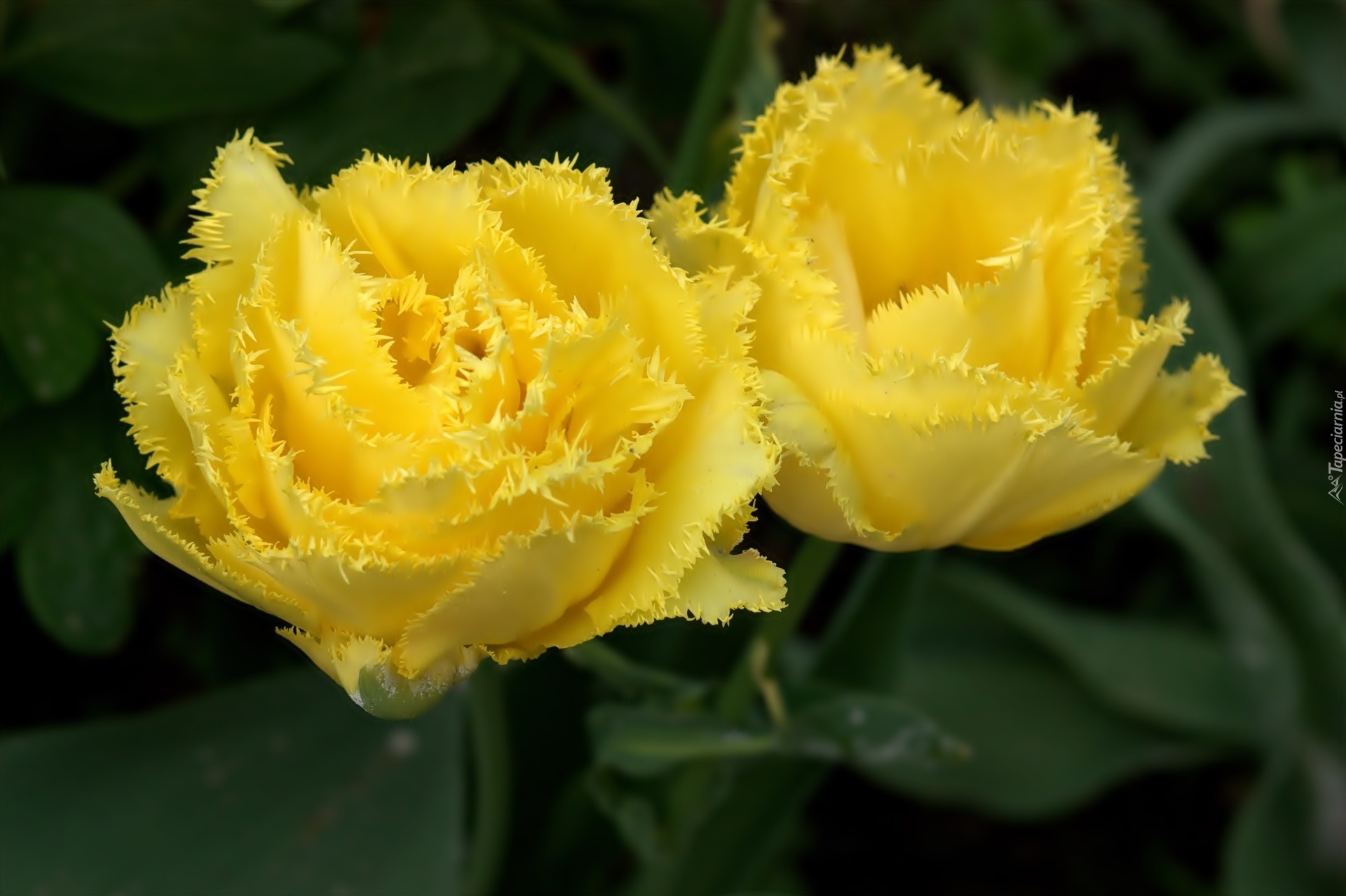 Żółte, Postrzępione, Tulipany