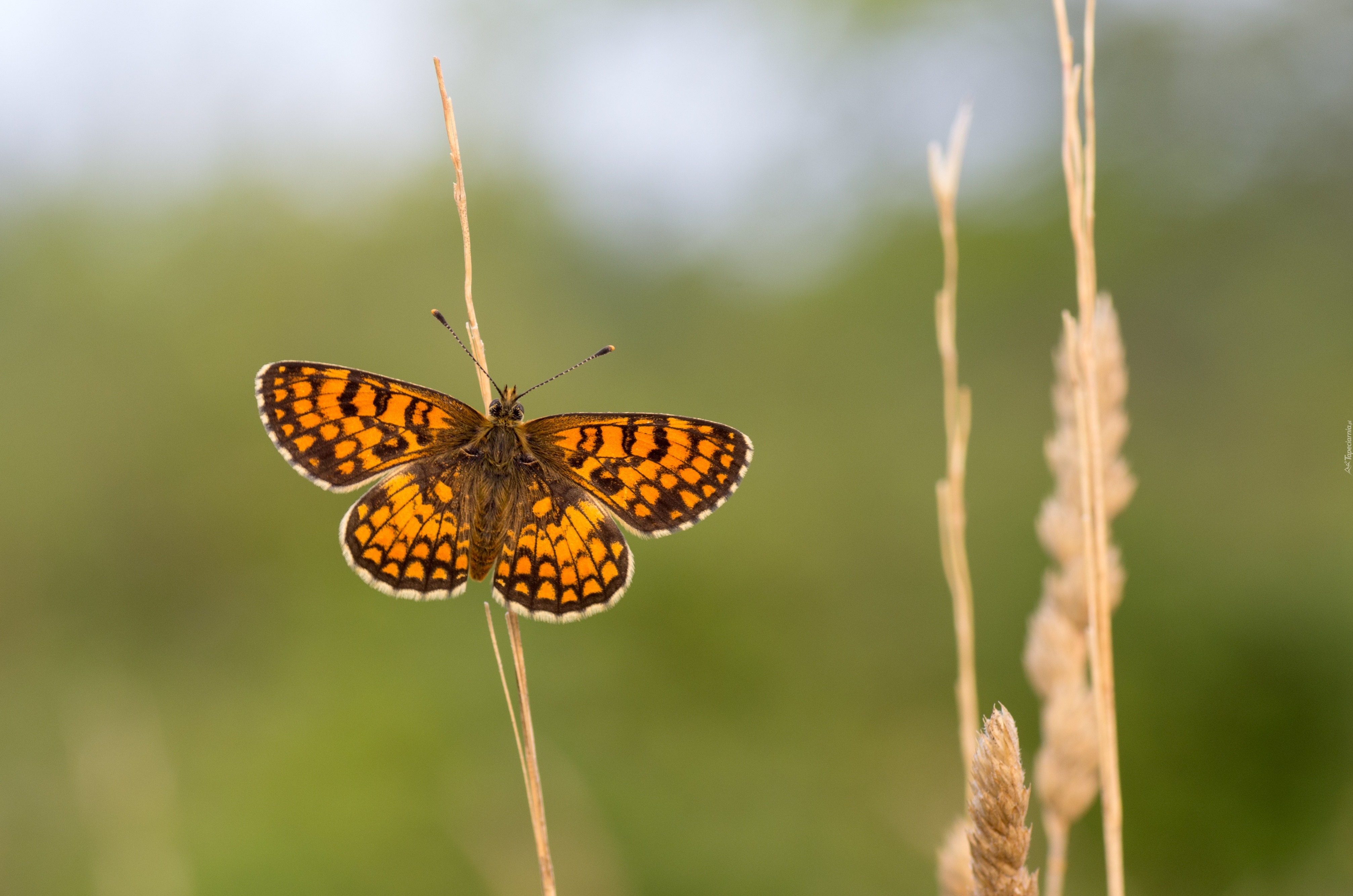 Motyl, Przeplatka, Atalia, Roślina