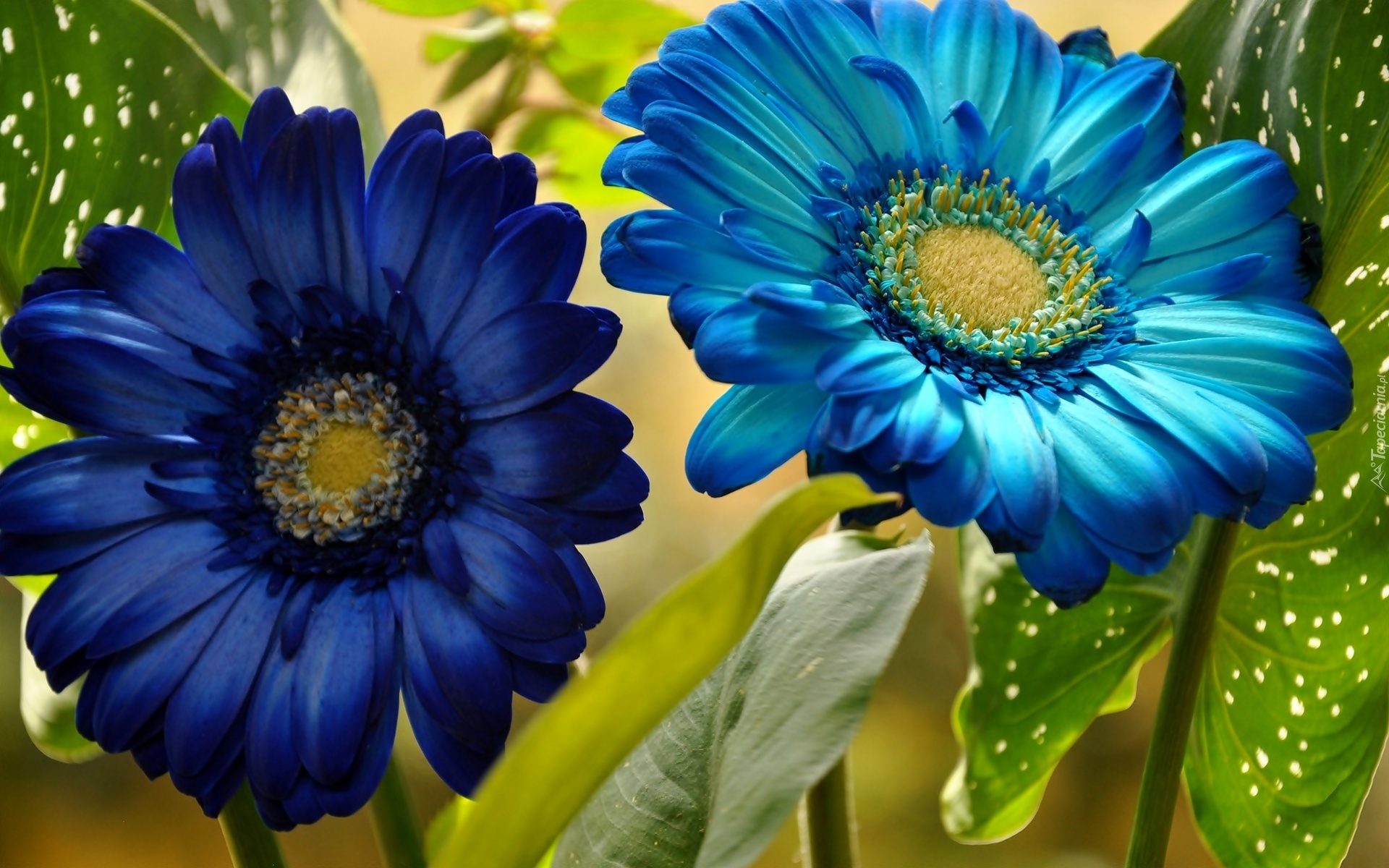 Kwiaty, Niebieskie, Gerbery