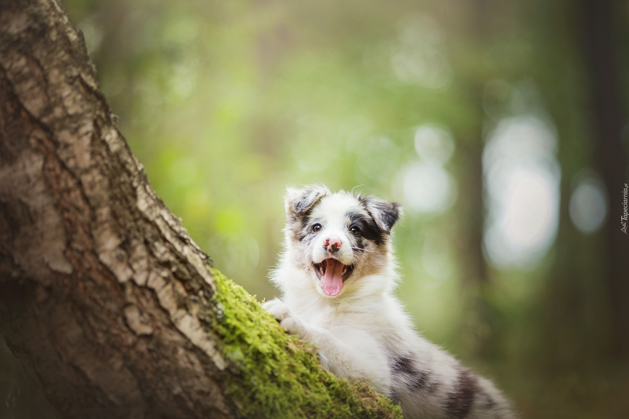 Drzewo, Pies, Szczeniak, Border Collie