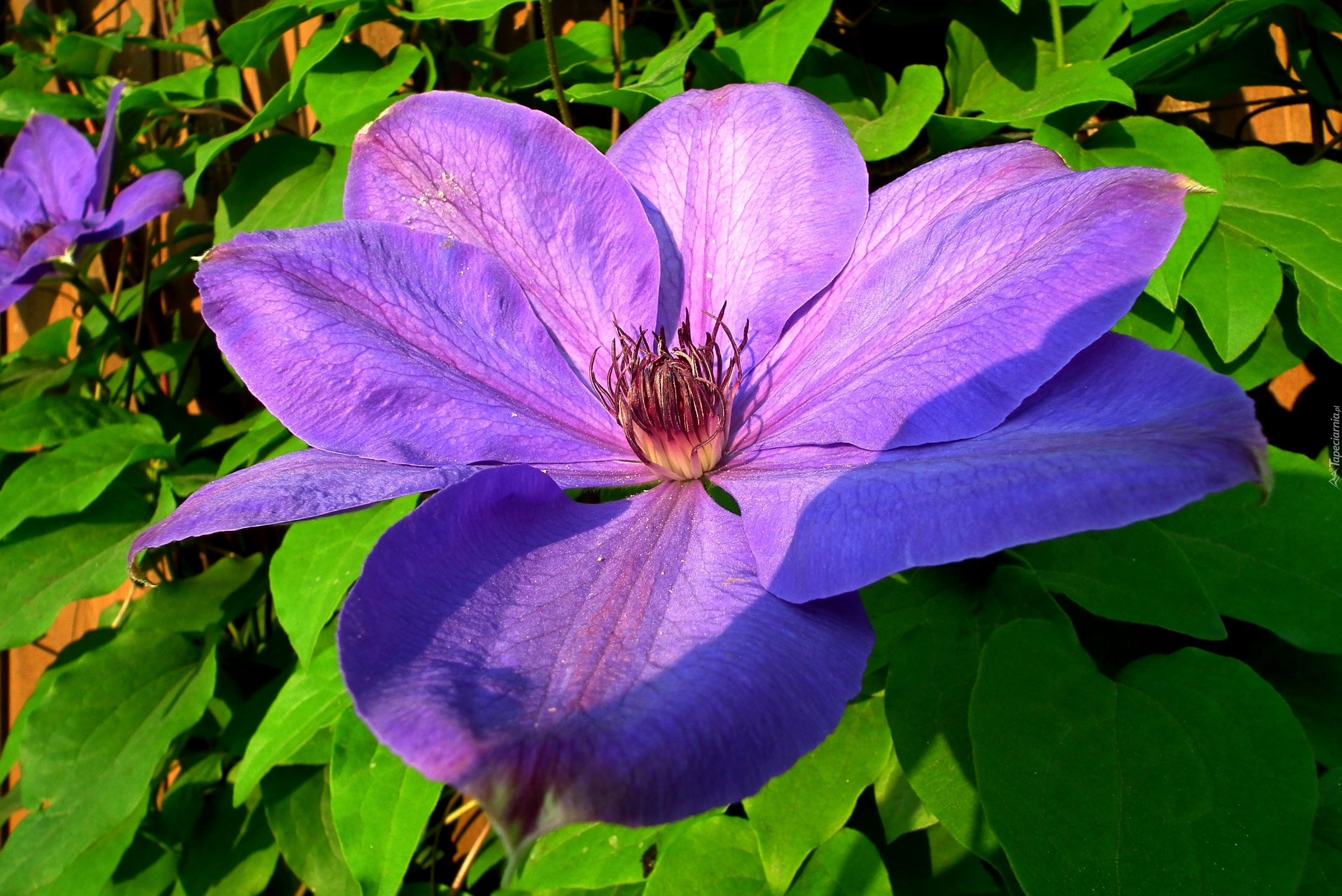 Przyroda, Kwiaty, Clematis