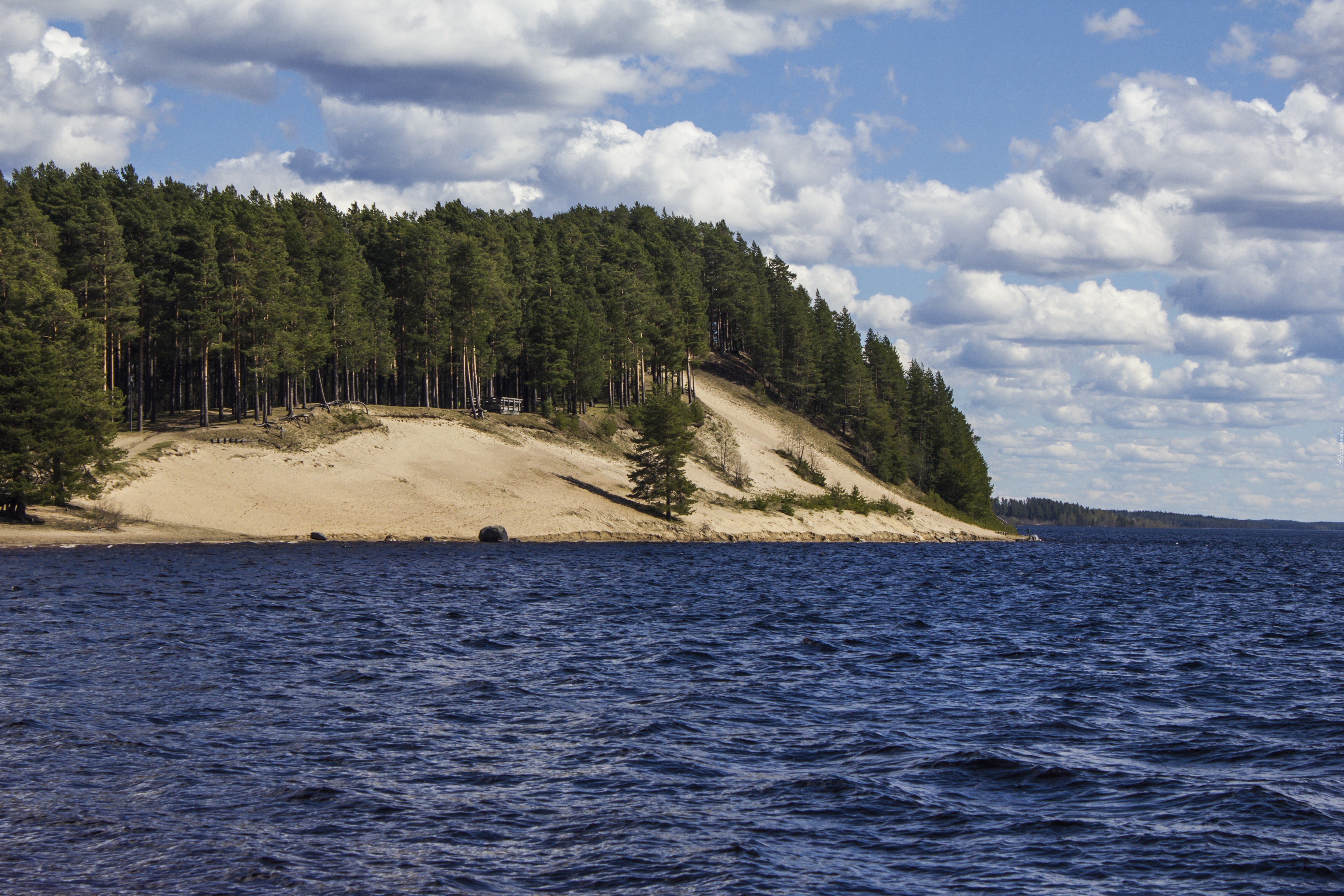 Jezioro, Brzeg, Las