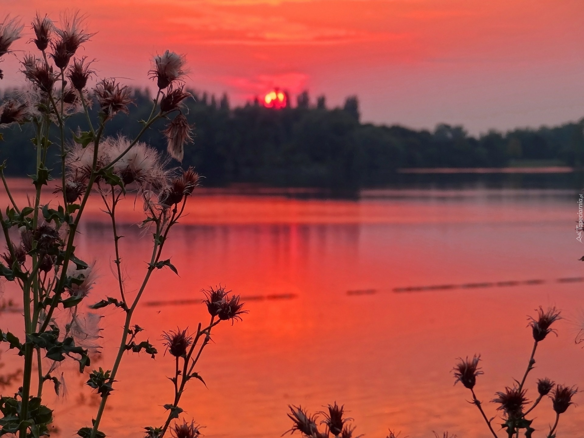 Jezioro, Zachód, Słońca, Oset, Czerwone, Niebo