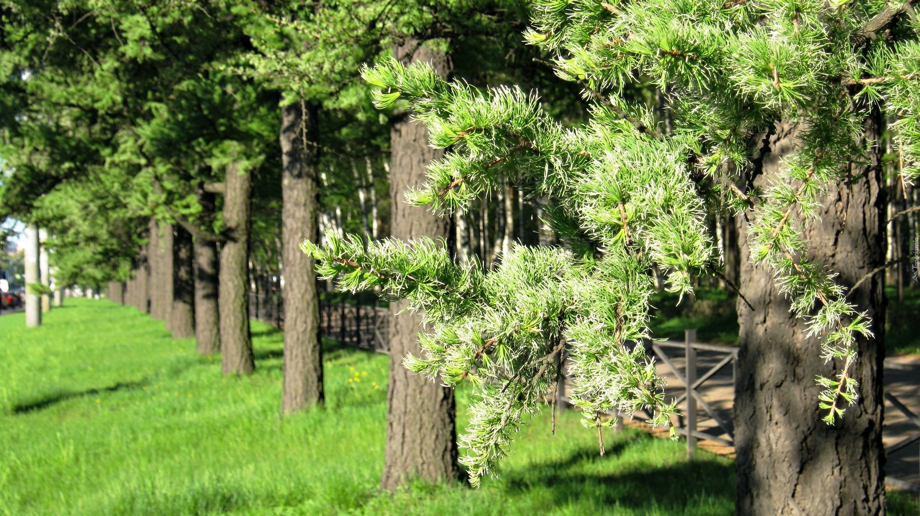 Park, Drzewa, Trawa