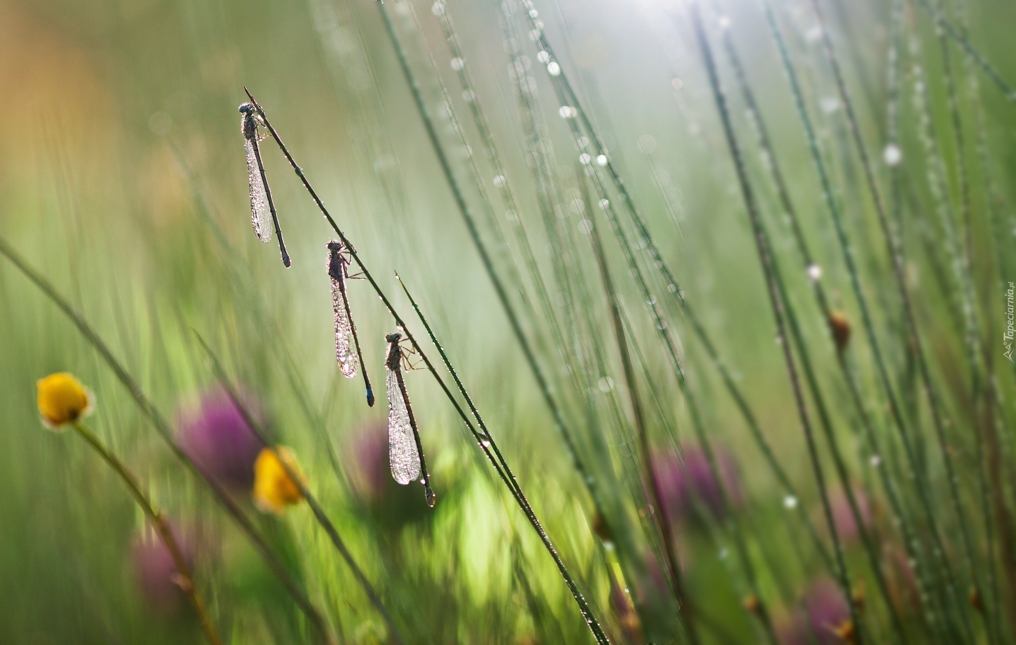 Łąka, Deszcz, Trzy, Ważki, Rozmycie, Bokeh