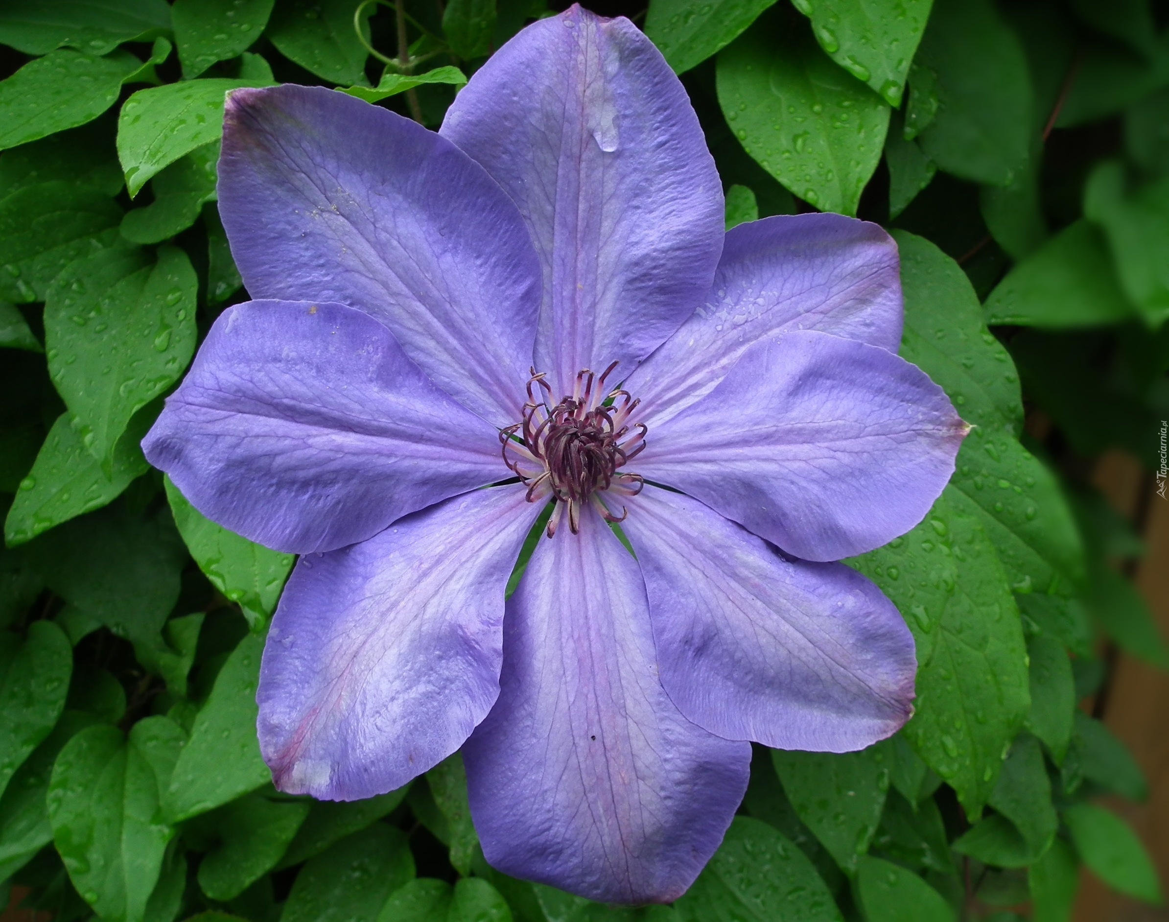 Przyroda, Kwiaty, Clematis