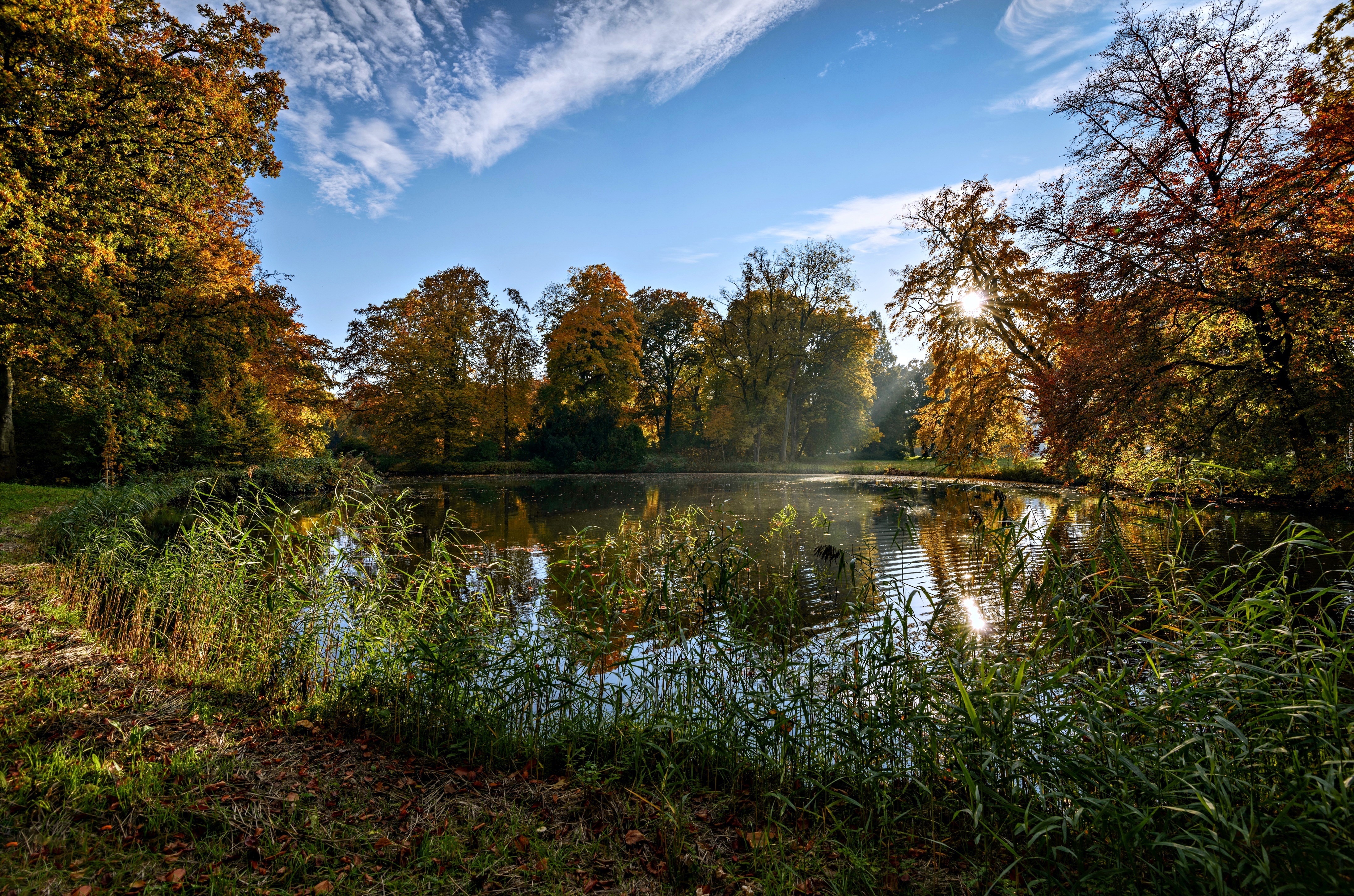 Park, Staw, Mgła, Wschód Słońca