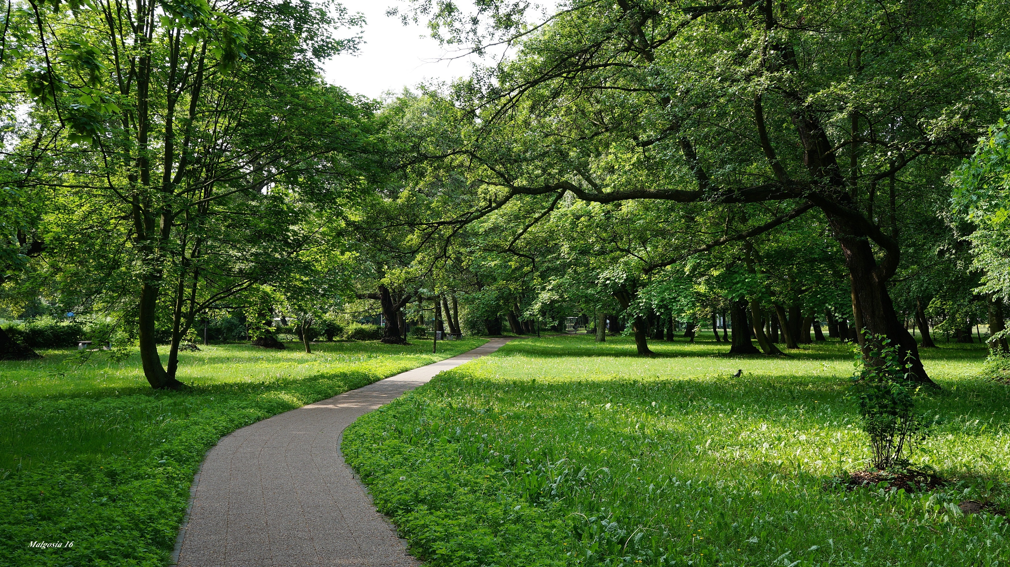 Park, Droga, Ścieżka, Trawnik, Drzewa