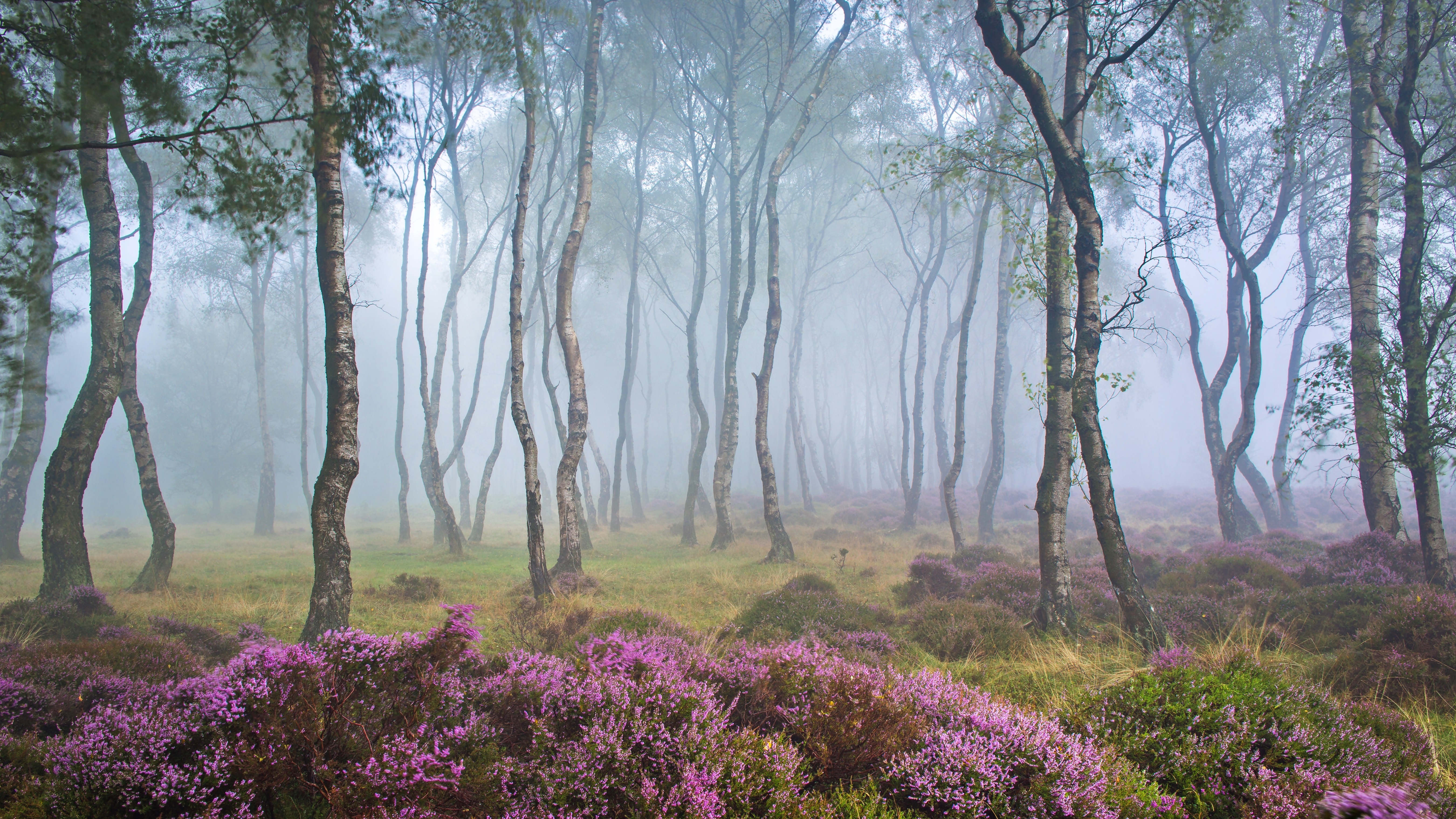 Anglia, Park Narodowy Peak District, Stanton Moor, Drzewa, Brzozy, Las, Mgła, Polana, Wrzosy, Wrzosowisko